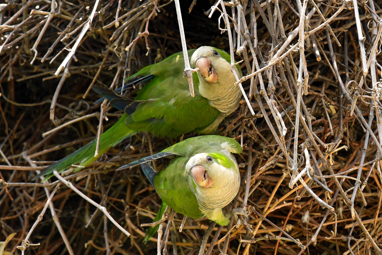 Two monk parakeets on their stick nest. 