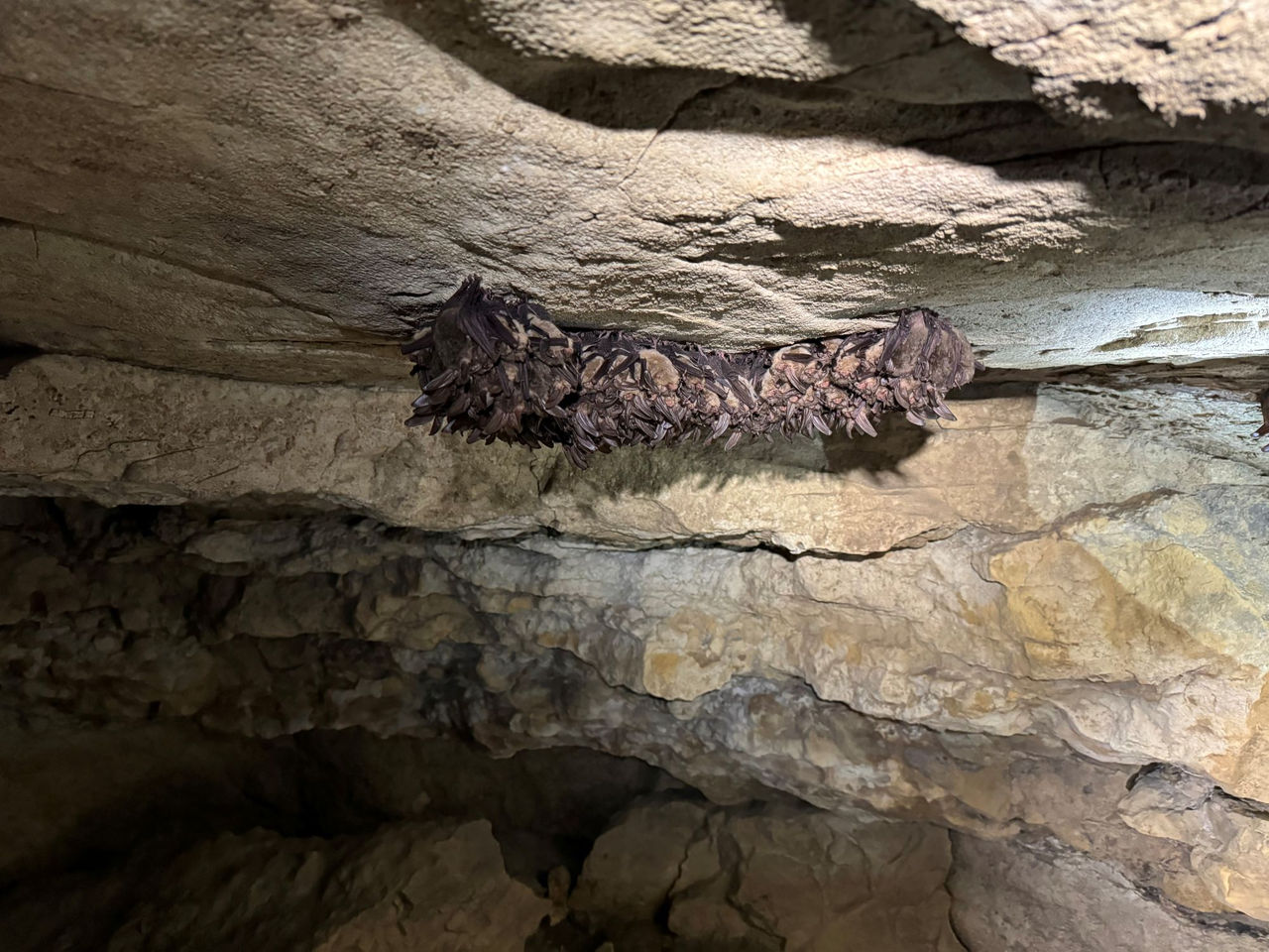 A colony of bats shown hanging from the roof of a cave