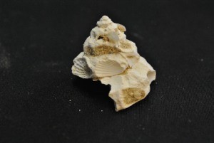 Close-up of ancient Xenophora snail from Pliocene Epoch.