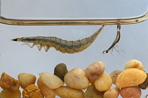 Elke Buschbeck  PhD researcherwith Thermonectus Marmoratus (diving beetle larvae)