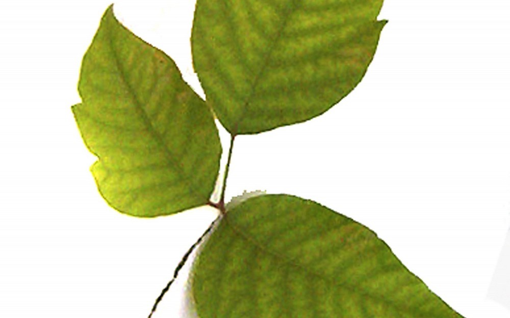 Poison ivy is abundant this year because of recent rain and a mild winter.