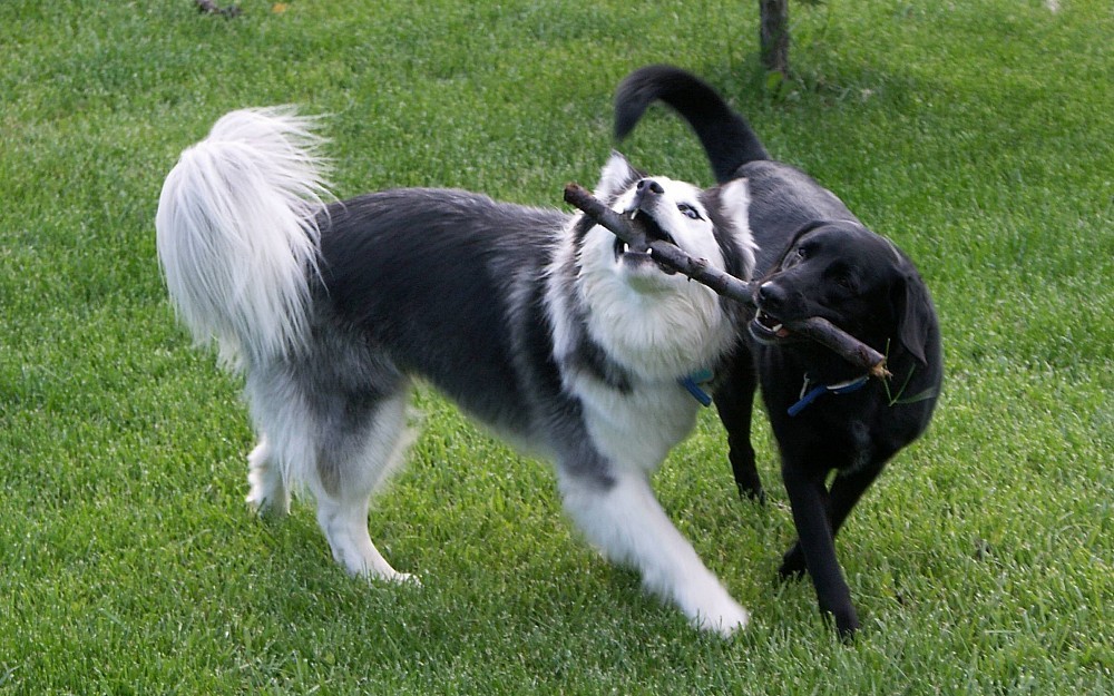 Pets, like Jazmine and Halley, can carry fleas and ticks in their fur which can cause serious health problems for humans.