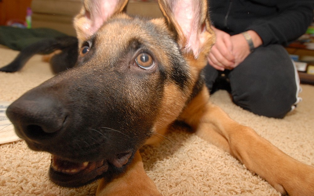 Pet ownership and allergies