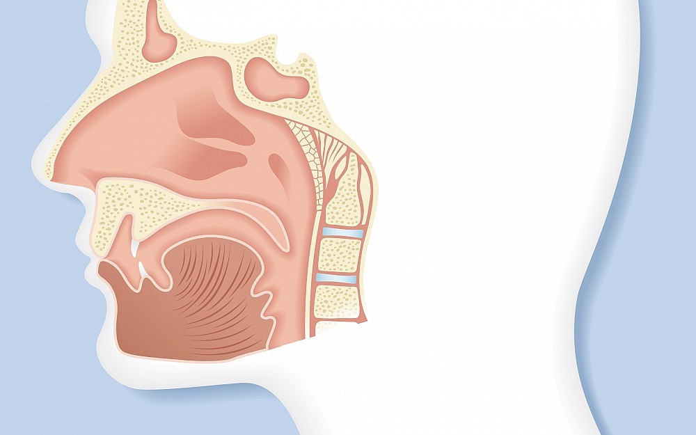 Sinus and Nasal Cavities