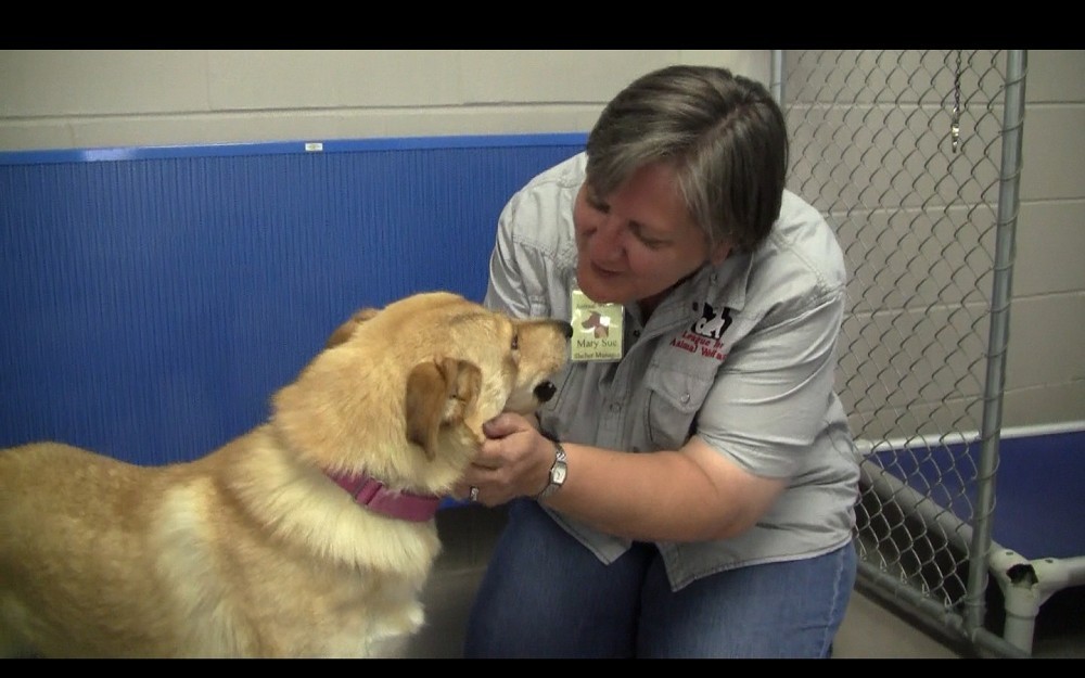 Mary Sue Bahr, League for Animal Welfare director, with one of the shelter's dogs. Working with UC's FETCH~LAB, the shelter installed blue sound-absorbent panels in the kennel this summer. 