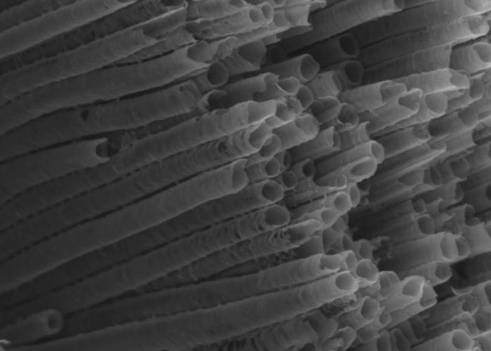 Scanning Electron Microscopy (SEM) of titania nanotubes