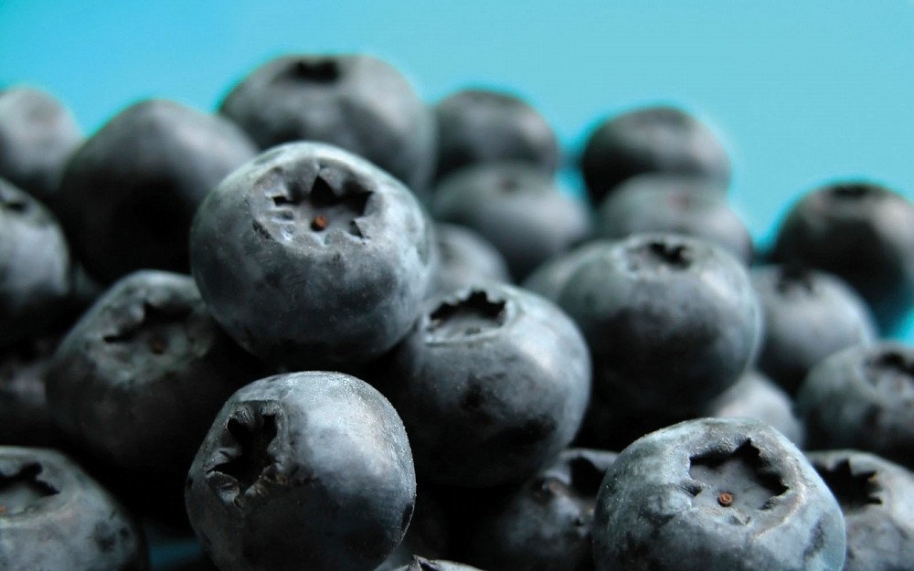 A preliminary study at UC suggests that consuming blueberries daily may improve learning and memory in older adults. 