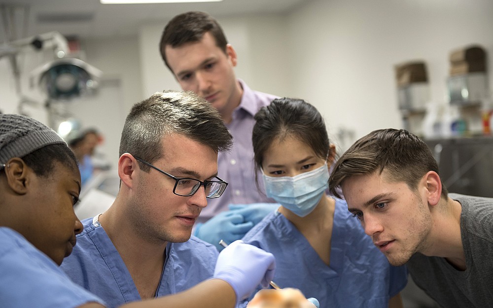 Medical students engage in peer teaching in the gross anatomy laboratory.