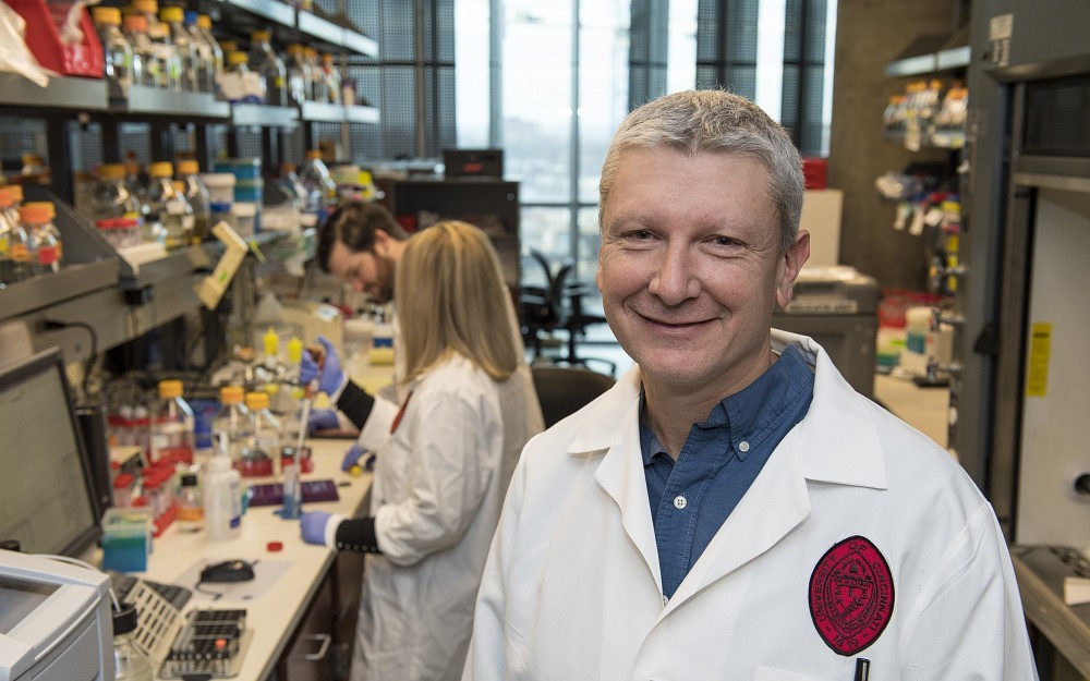 Thomas Thompson, PhD, shown in his laboratory in the UC College of Medicine with Magdalena Czepnik, research assistant, in the background and Jason McCoy, a doctoral student.