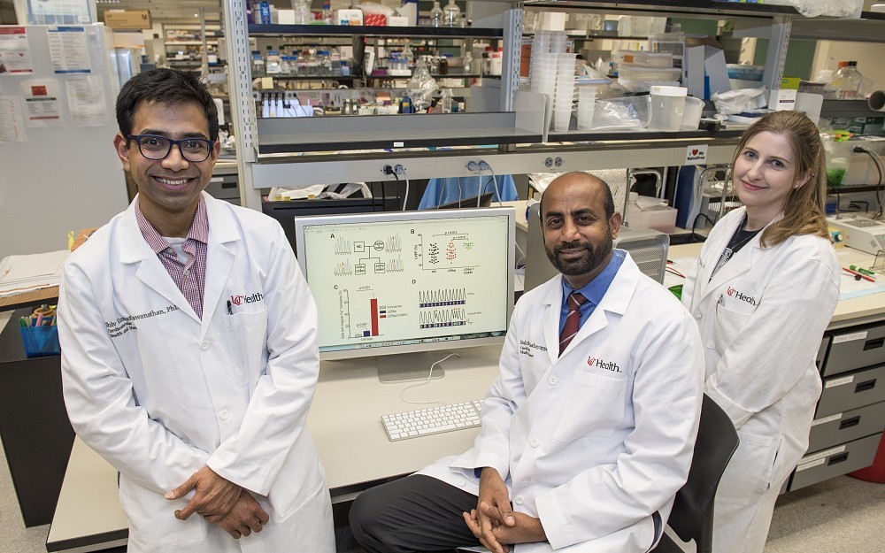 Shiv Kumar Viswanathan, PhD, Sakthivel Sadayappan, PhD, and Jennifer A. Schwanekamp, PhD, are shown in a laboratory in the UC College of Medicine.