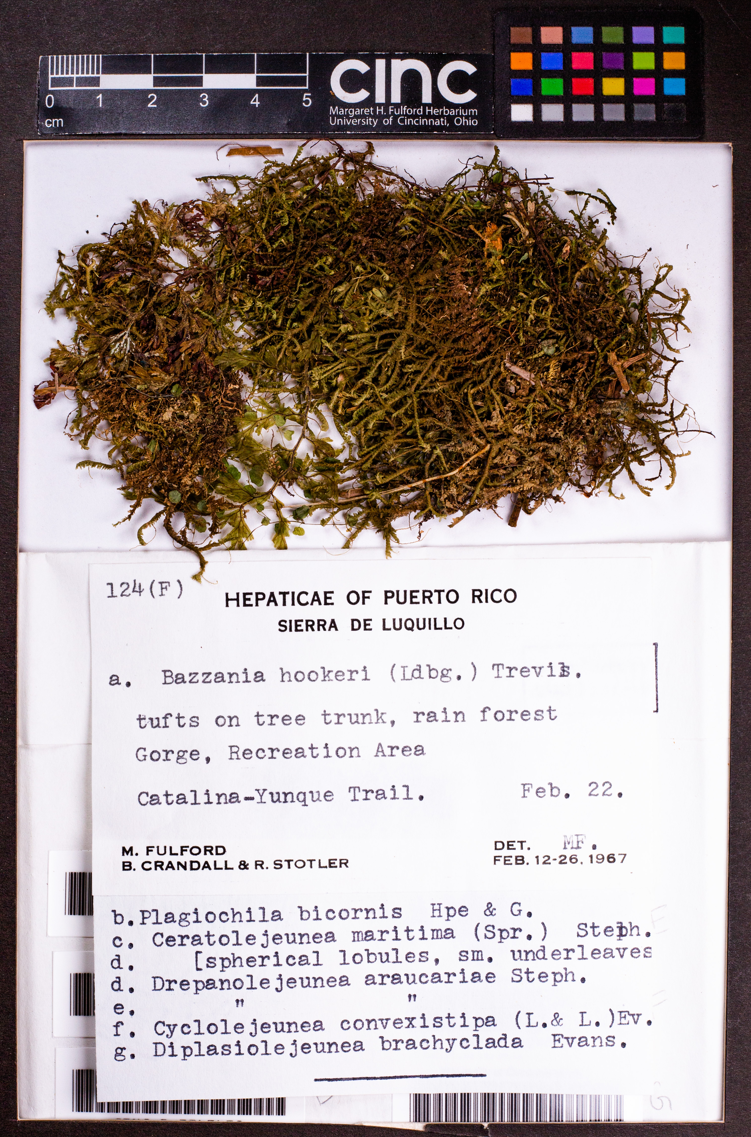 Diplasiolejeunea cavifolia image