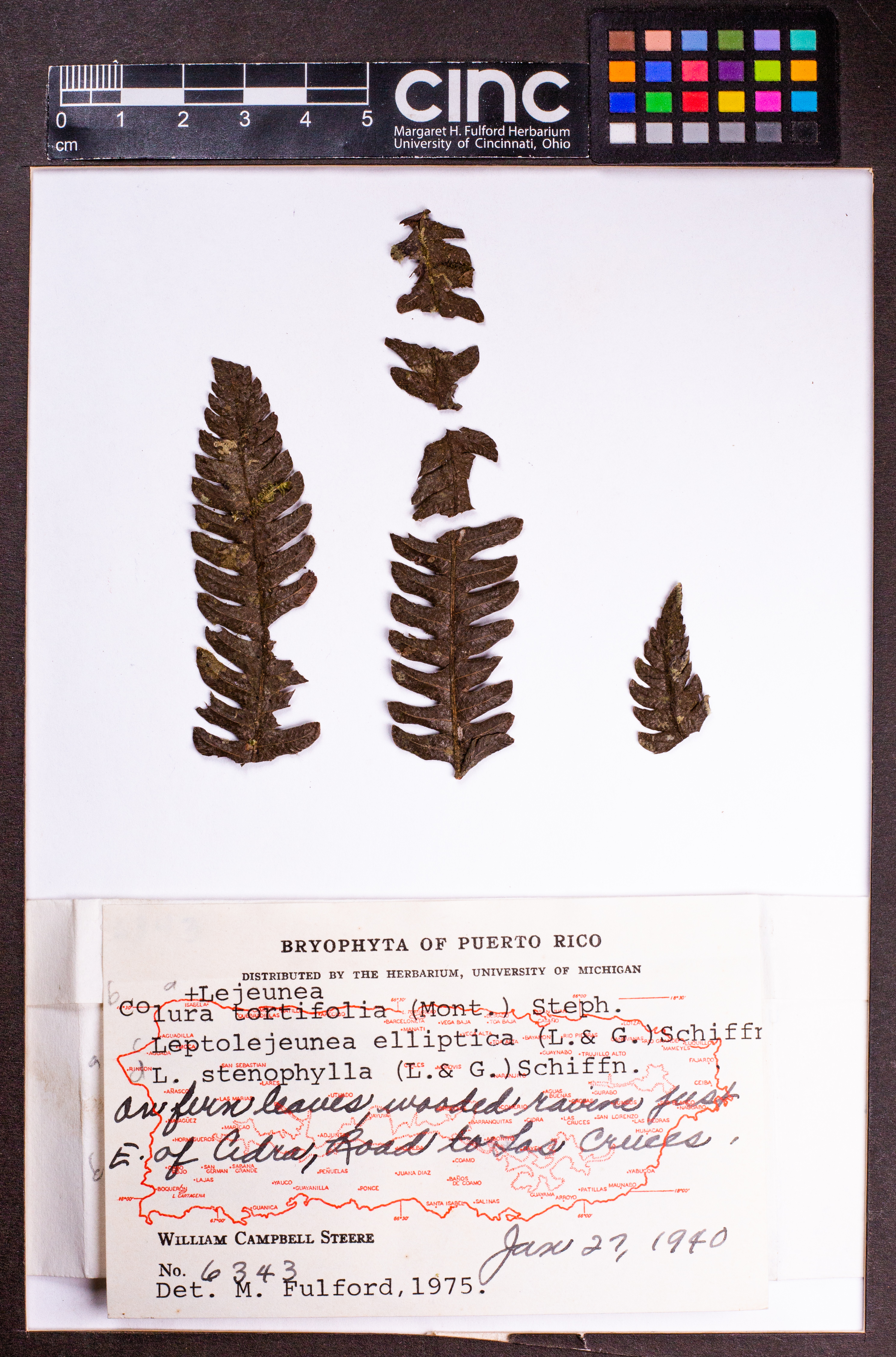 Colura tortifolia image