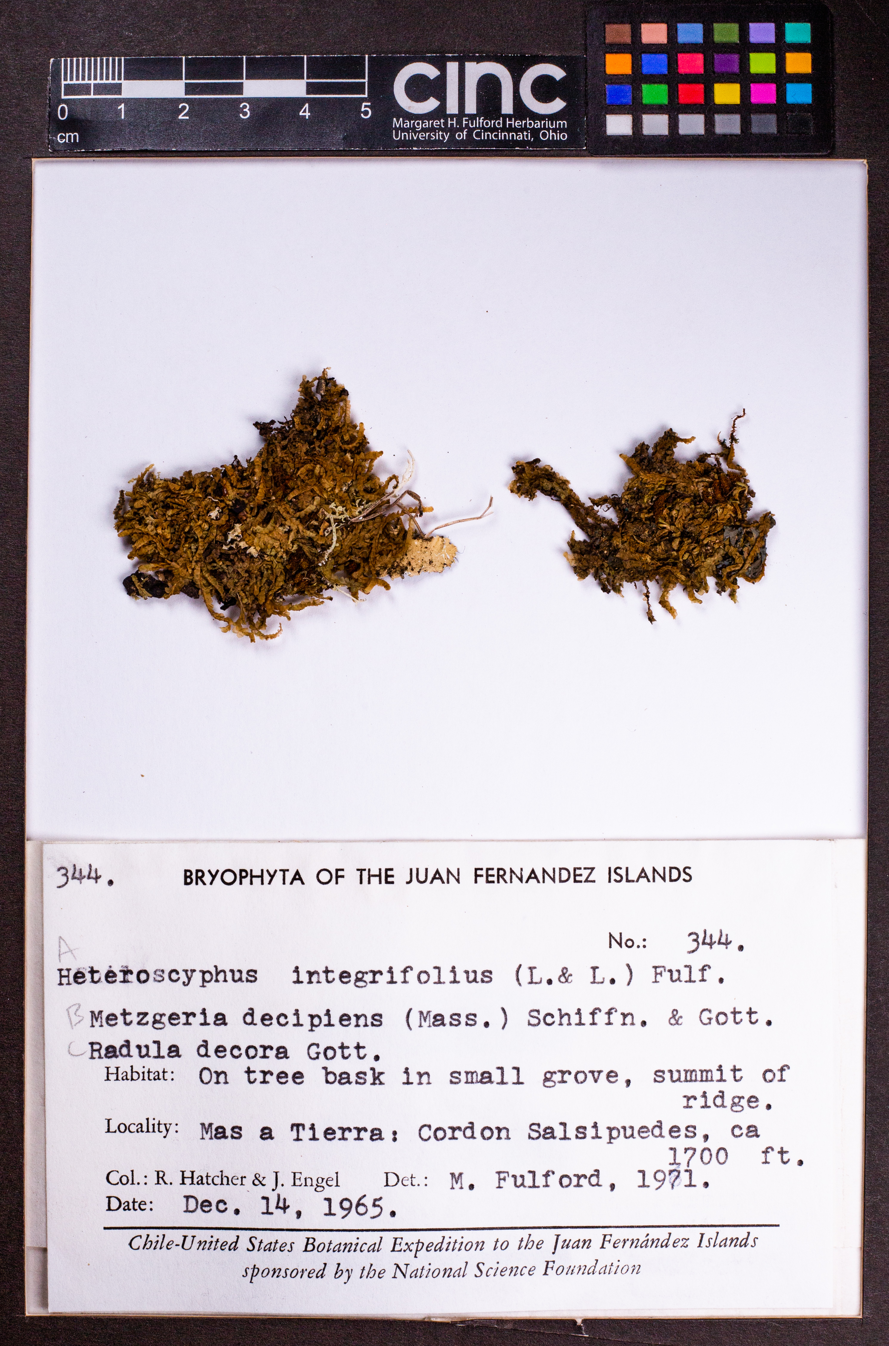 Metzgeria ciliata image