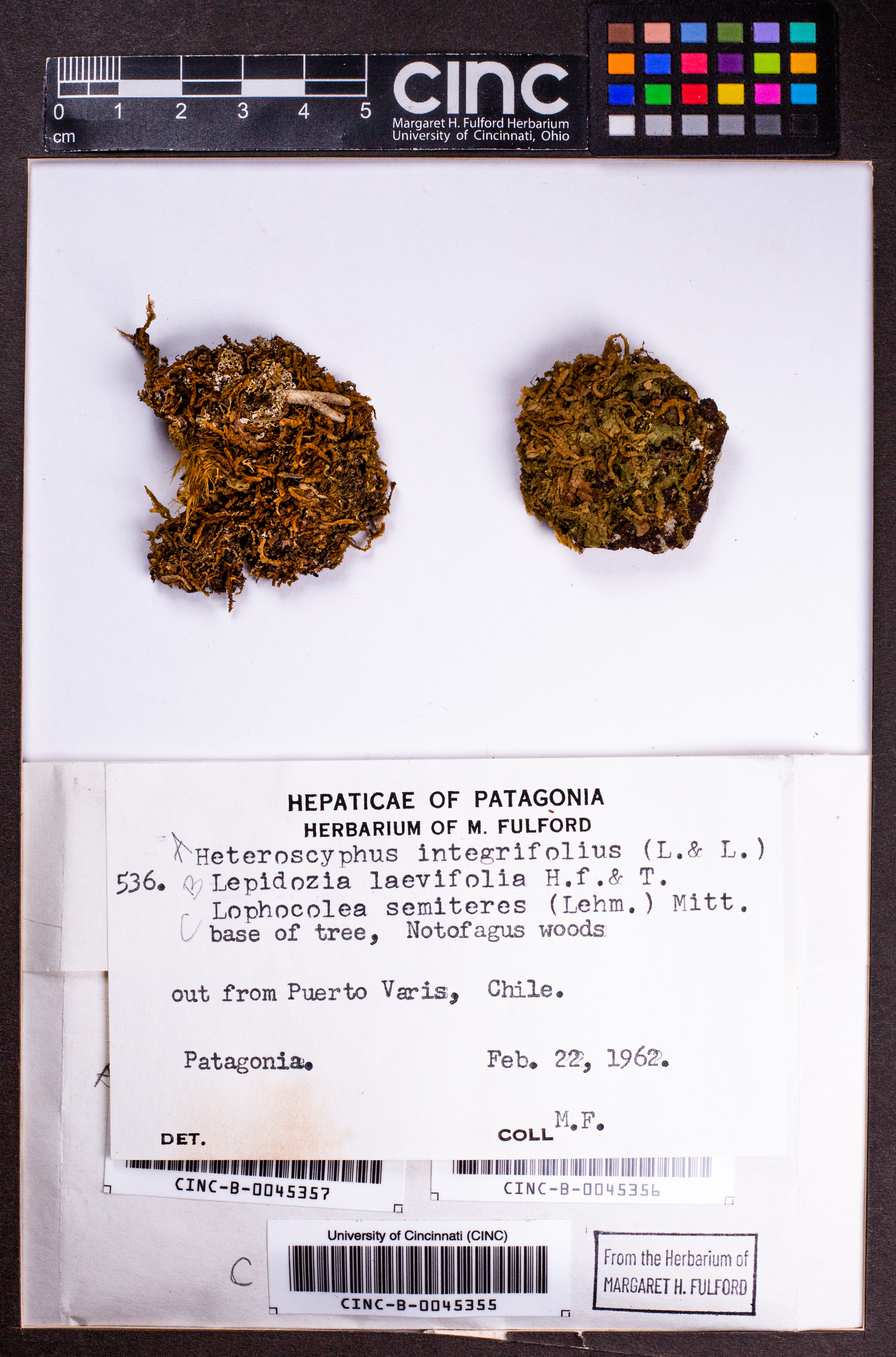 Lepidozia laevifolia image