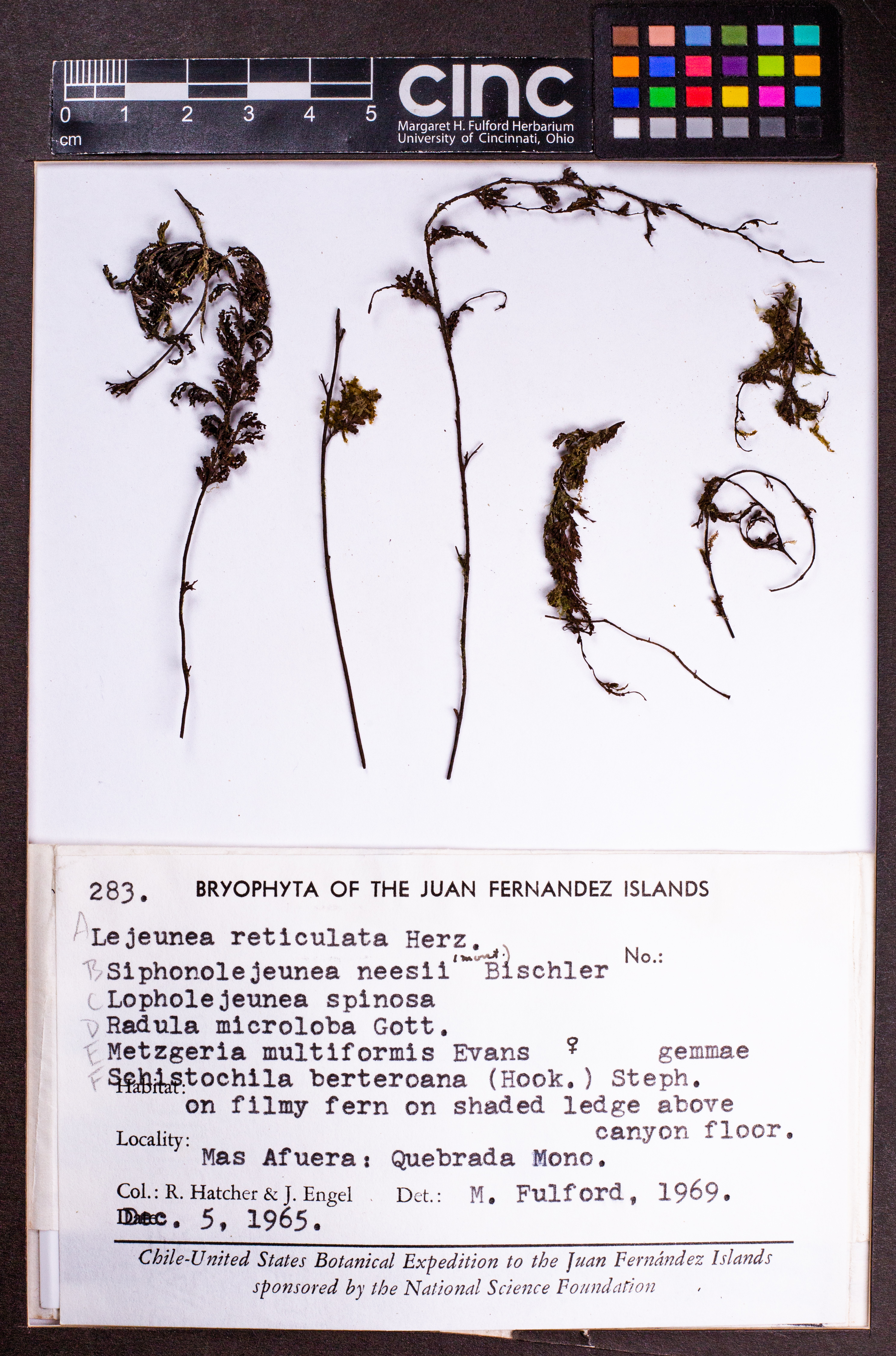 Schistochilaceae image