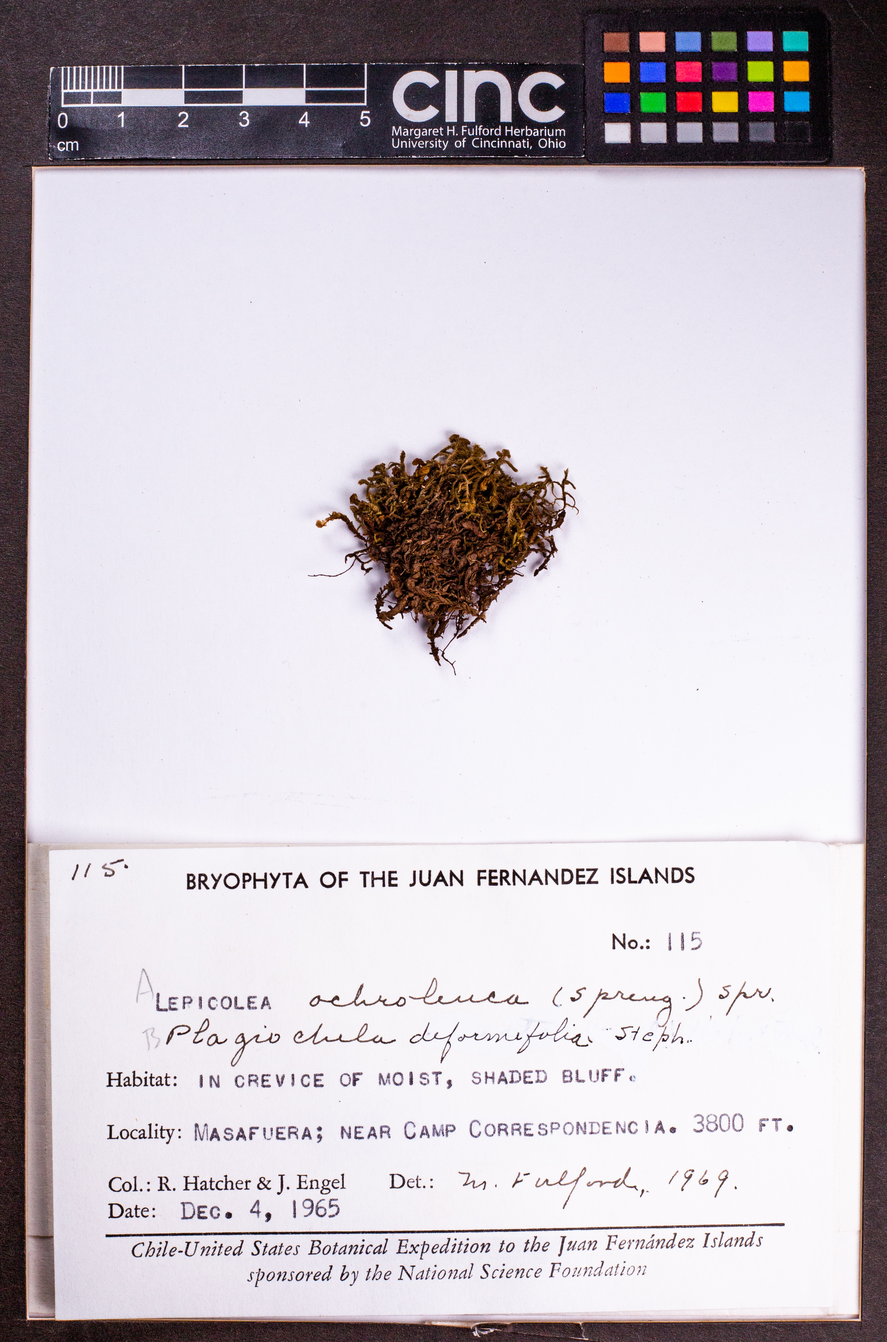 Plagiochila angulata image