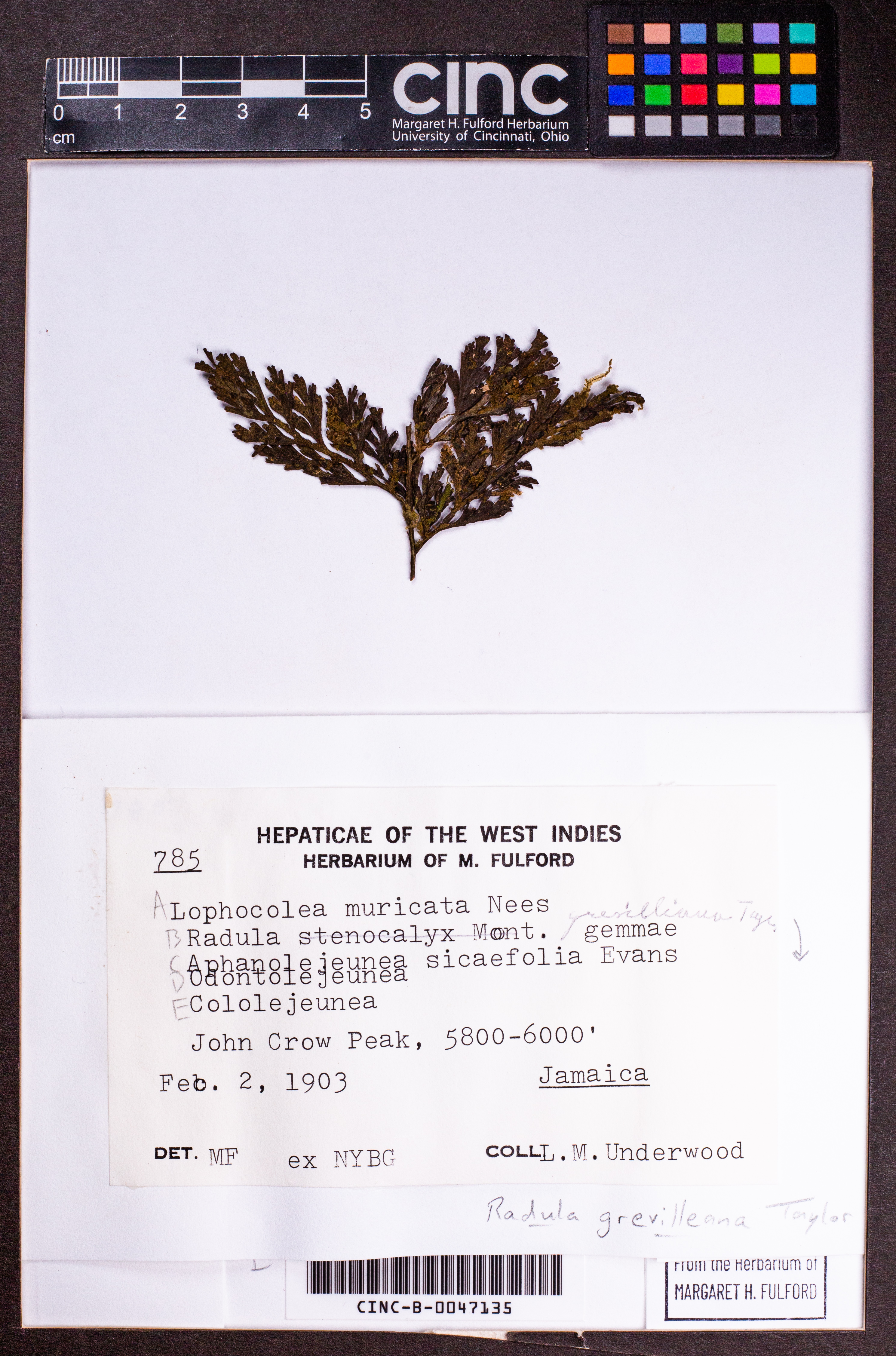 Cololejeunea sicaefolia image