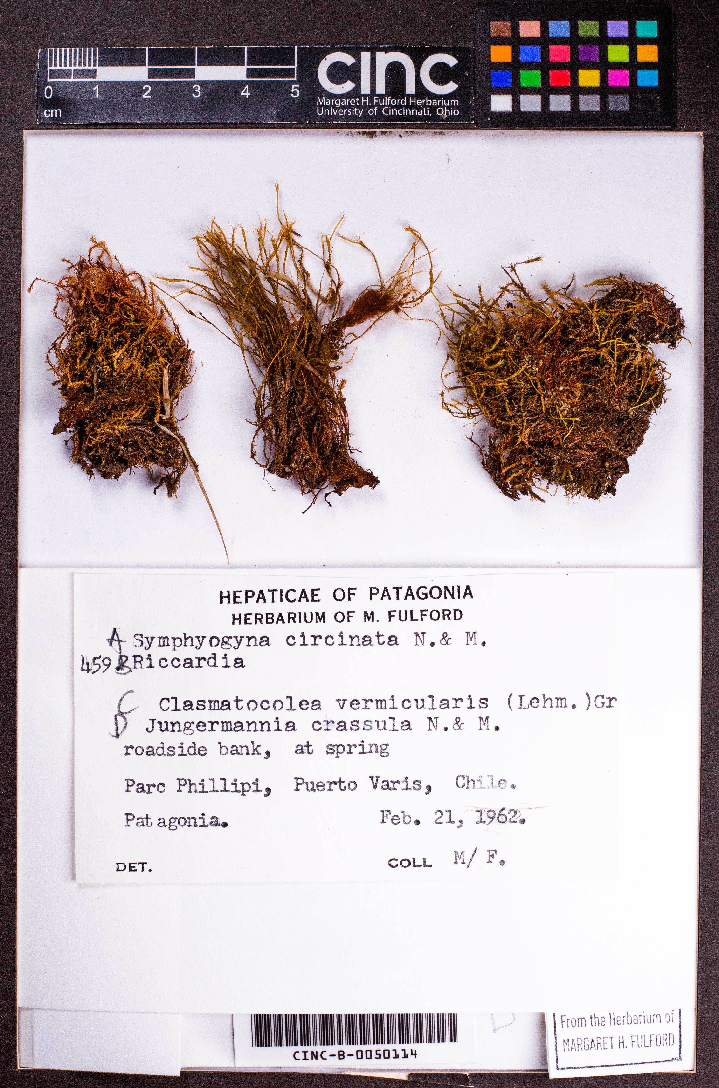 Solenostoma crassulum image