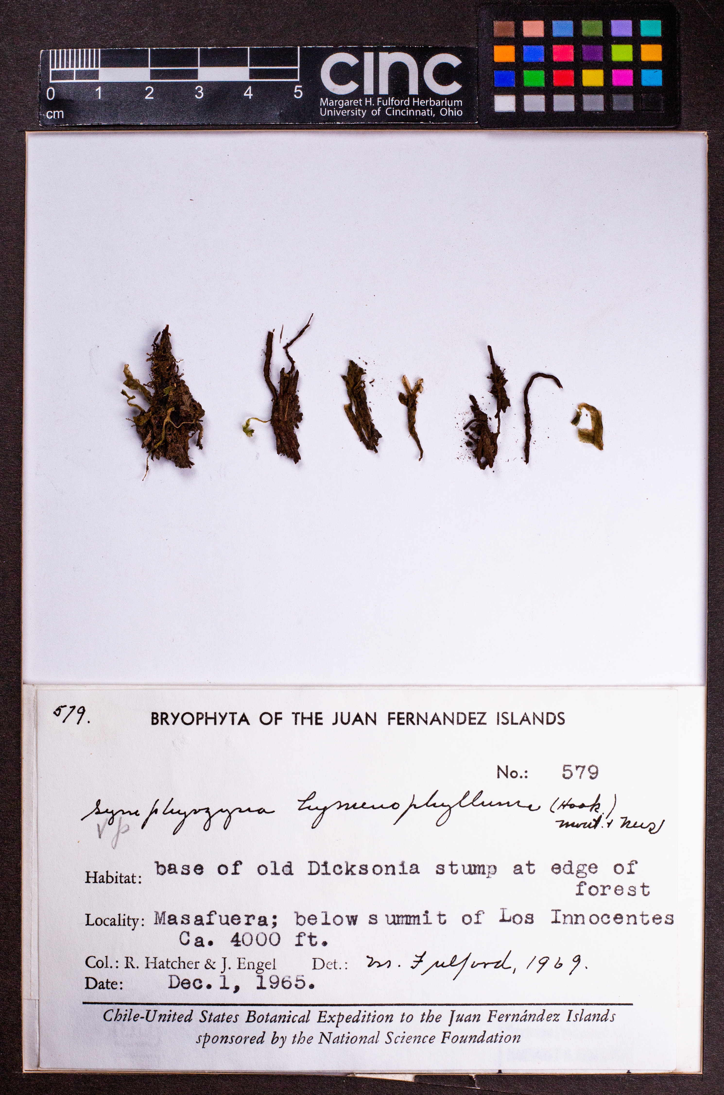 Symphyogyna hymenophyllum image