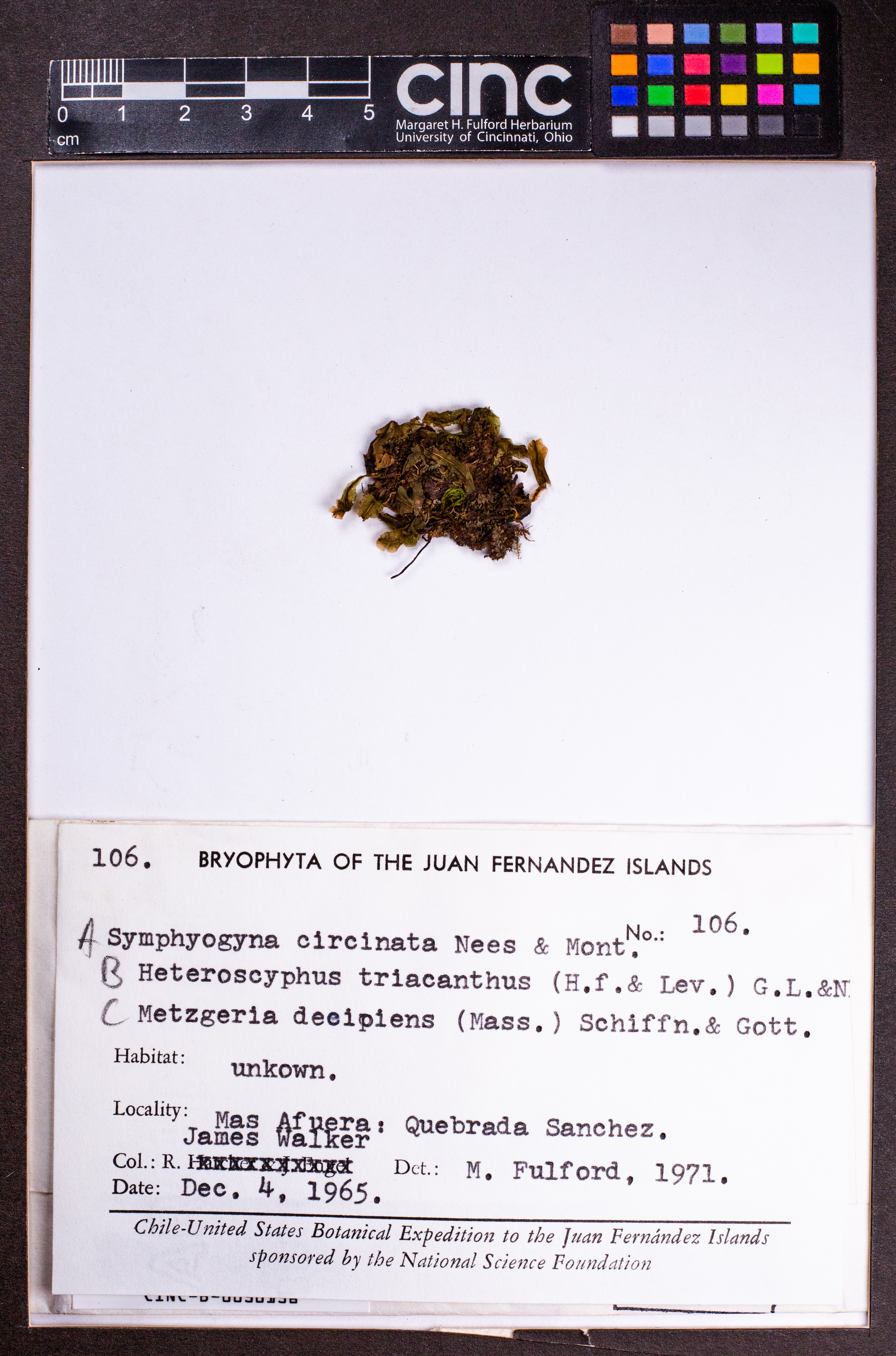 Metzgeria ciliata image
