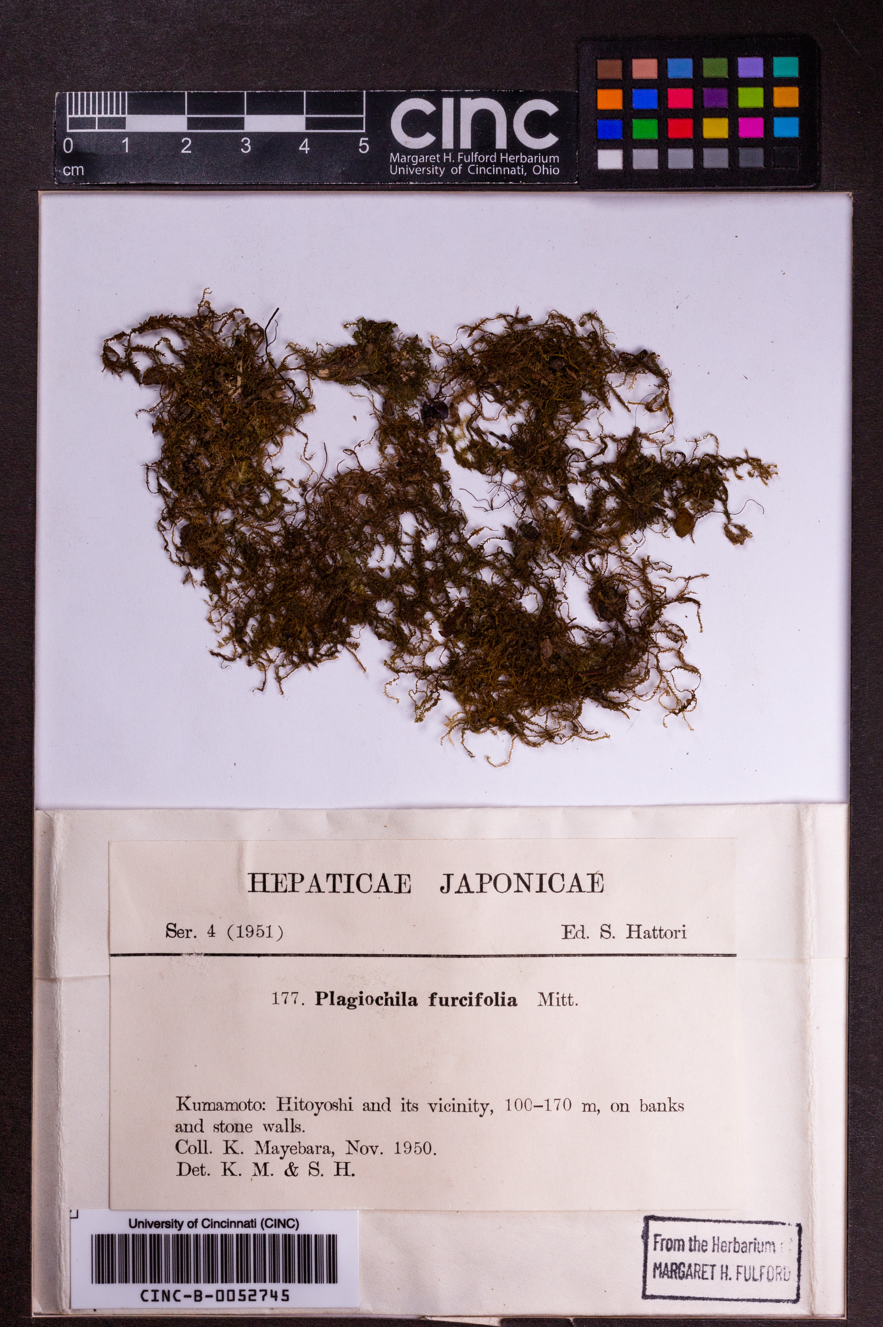 Plagiochila furcifolia image
