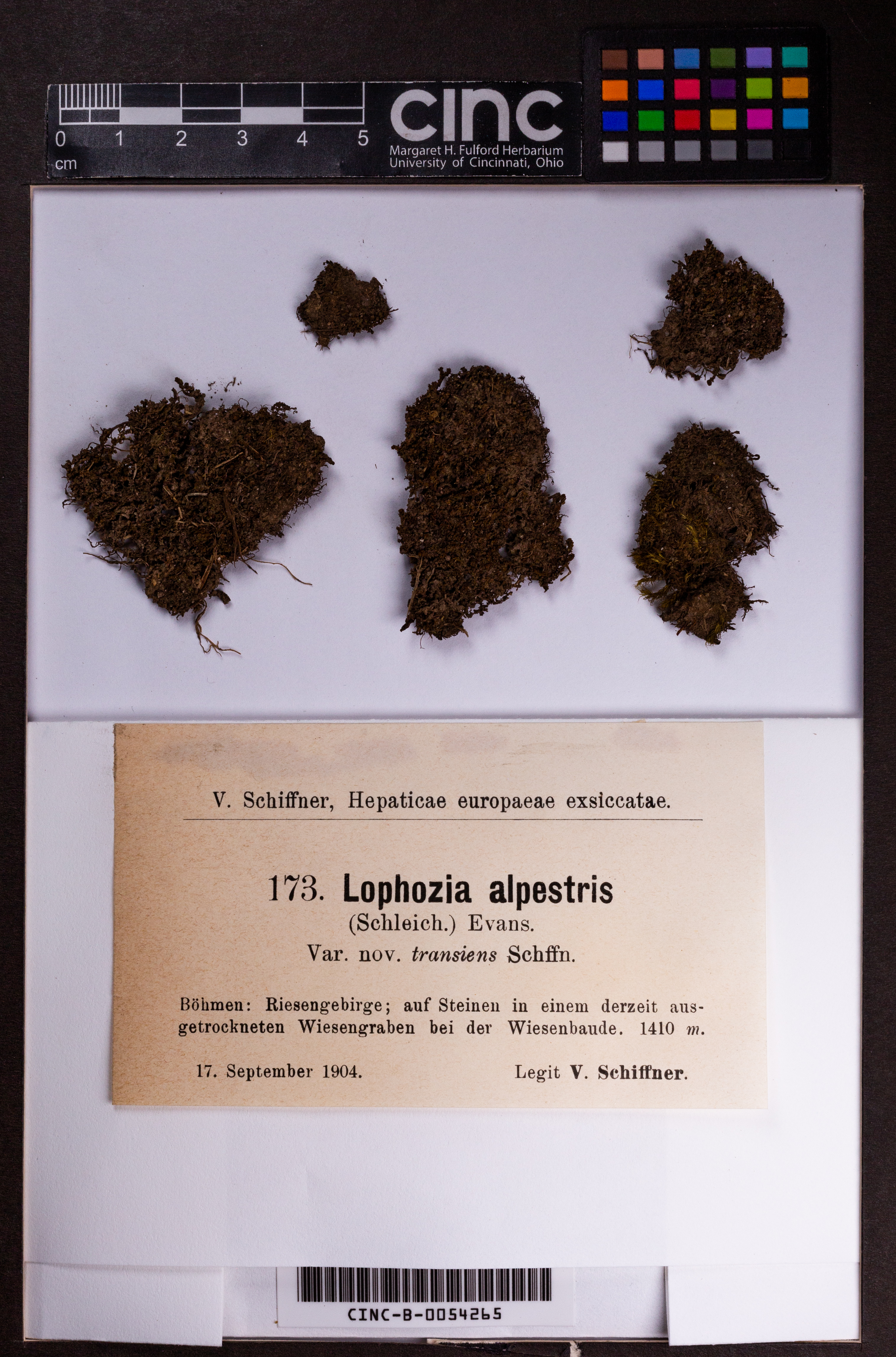 Lophozia alpestris var. transiens image