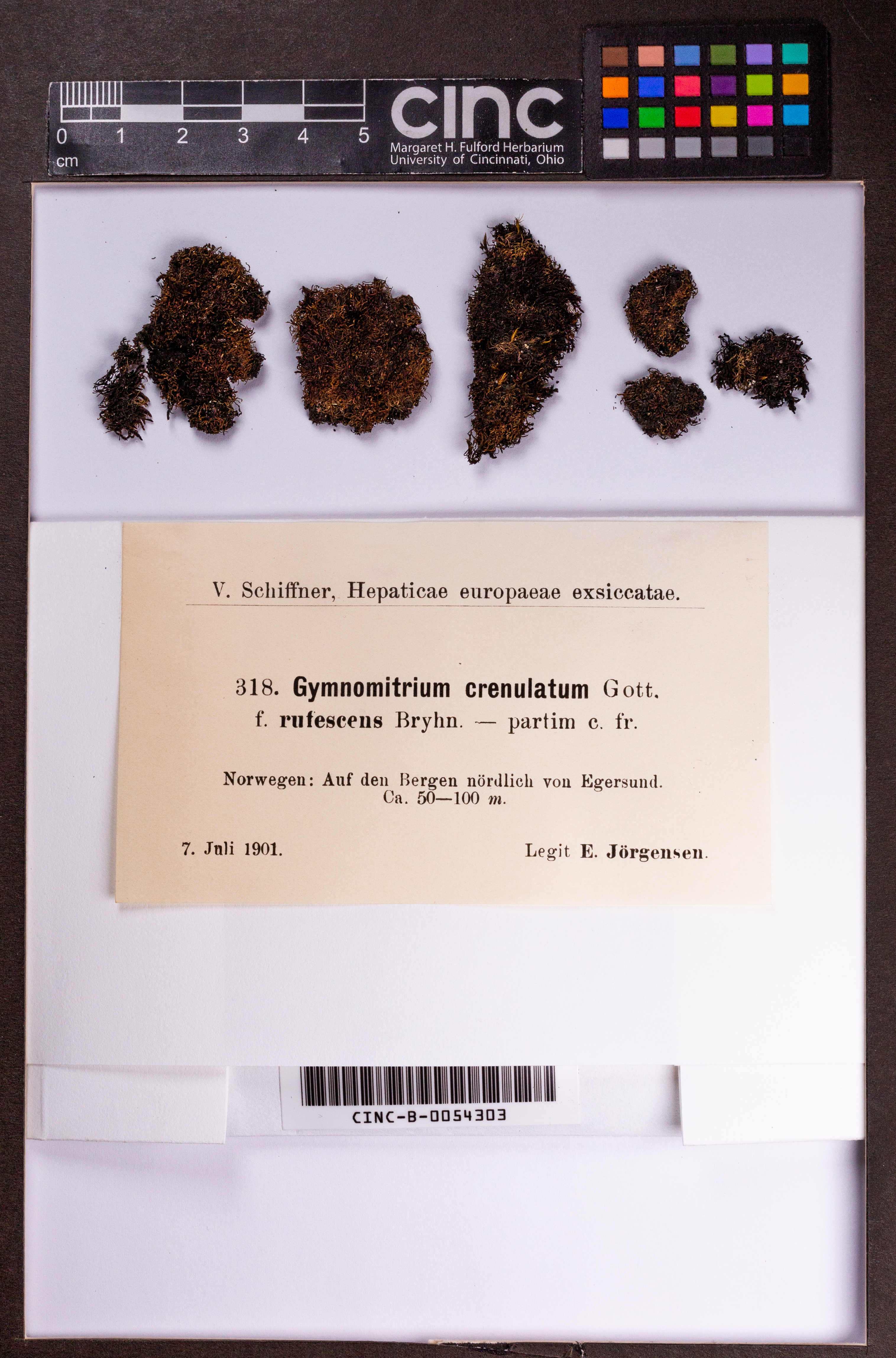 Gymnomitrion crenulatum f. rufescens image