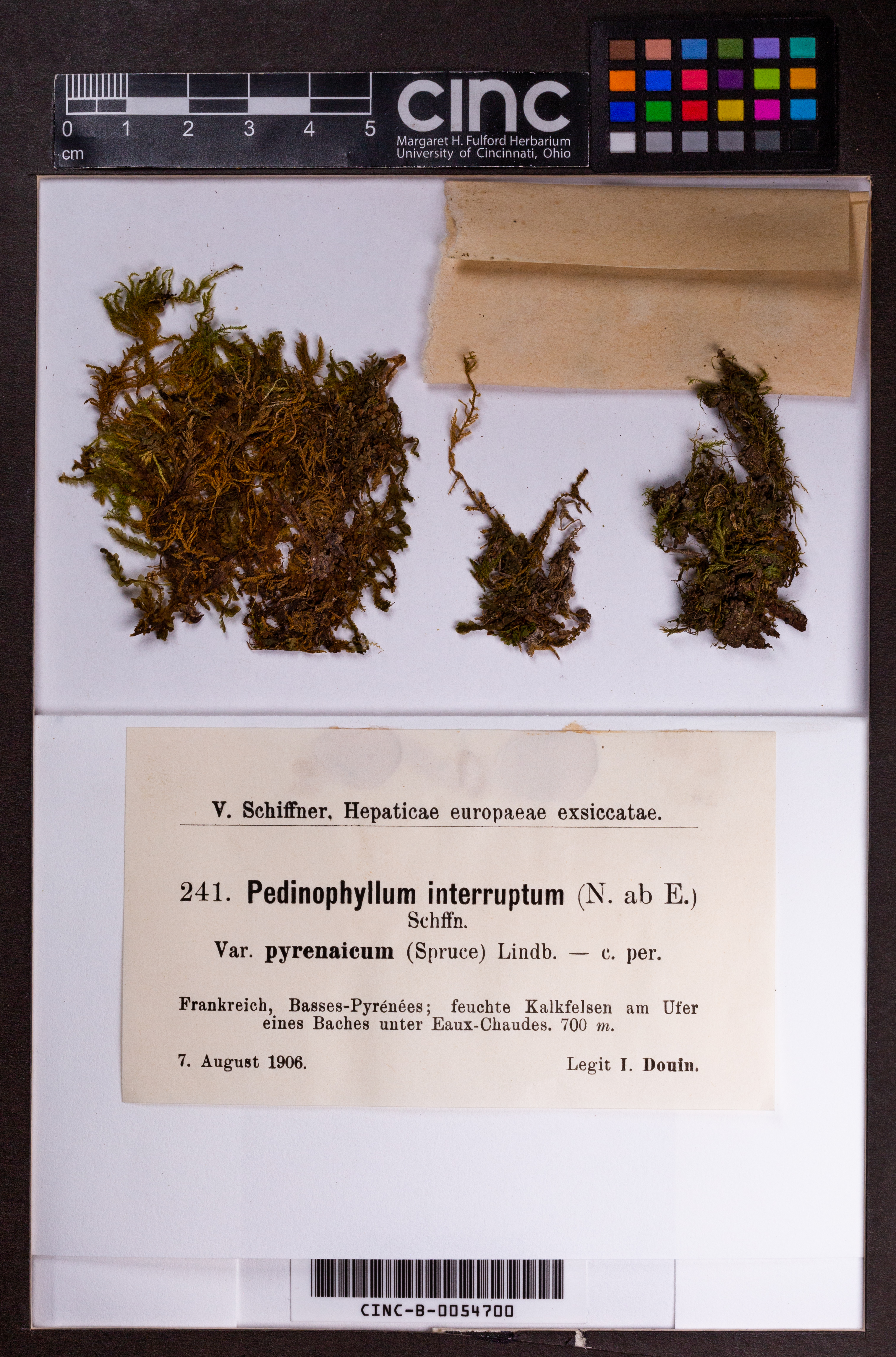Pedinophyllum interruptum image