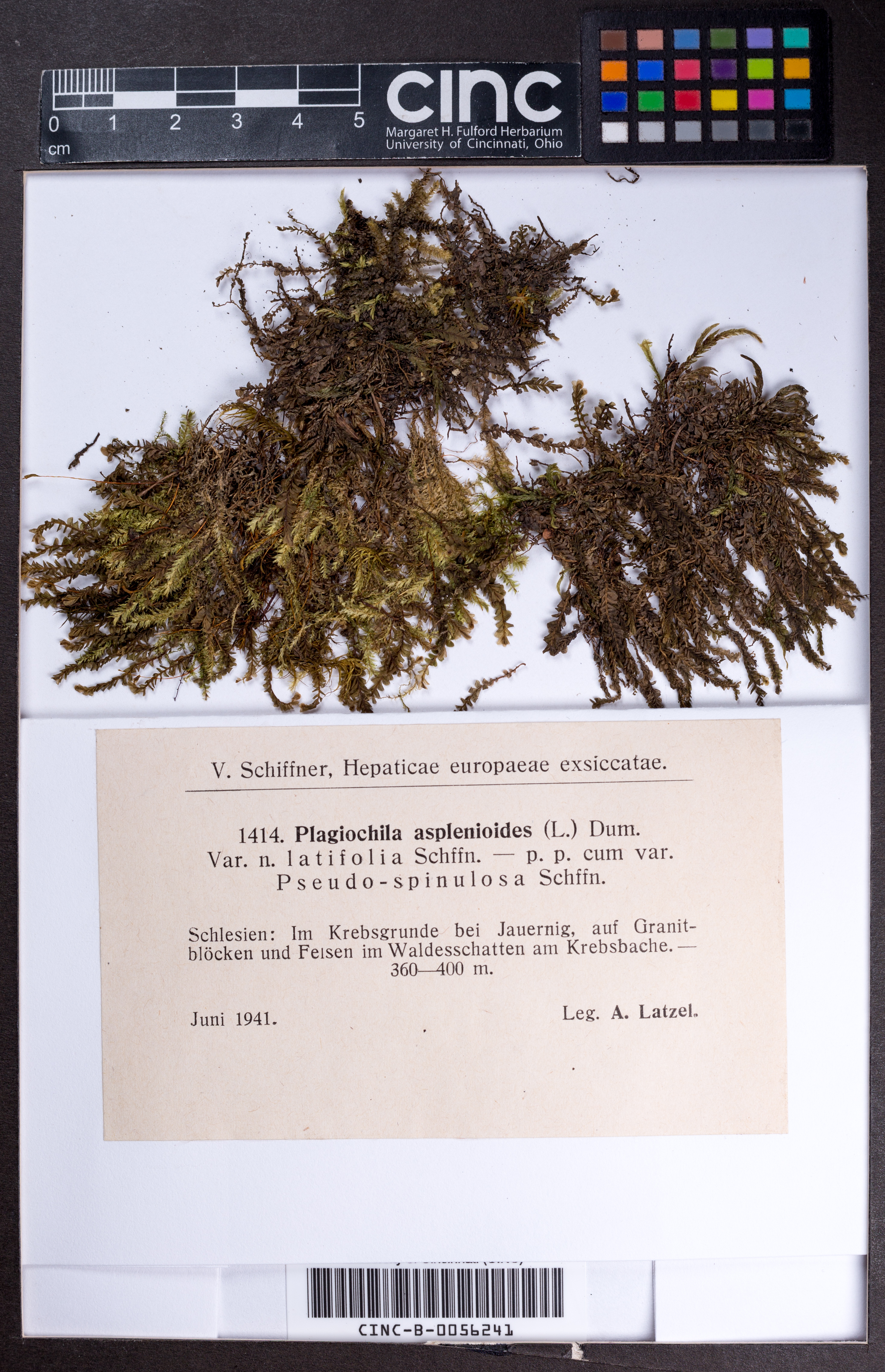 Plagiochila asplenioides var. latifolia image