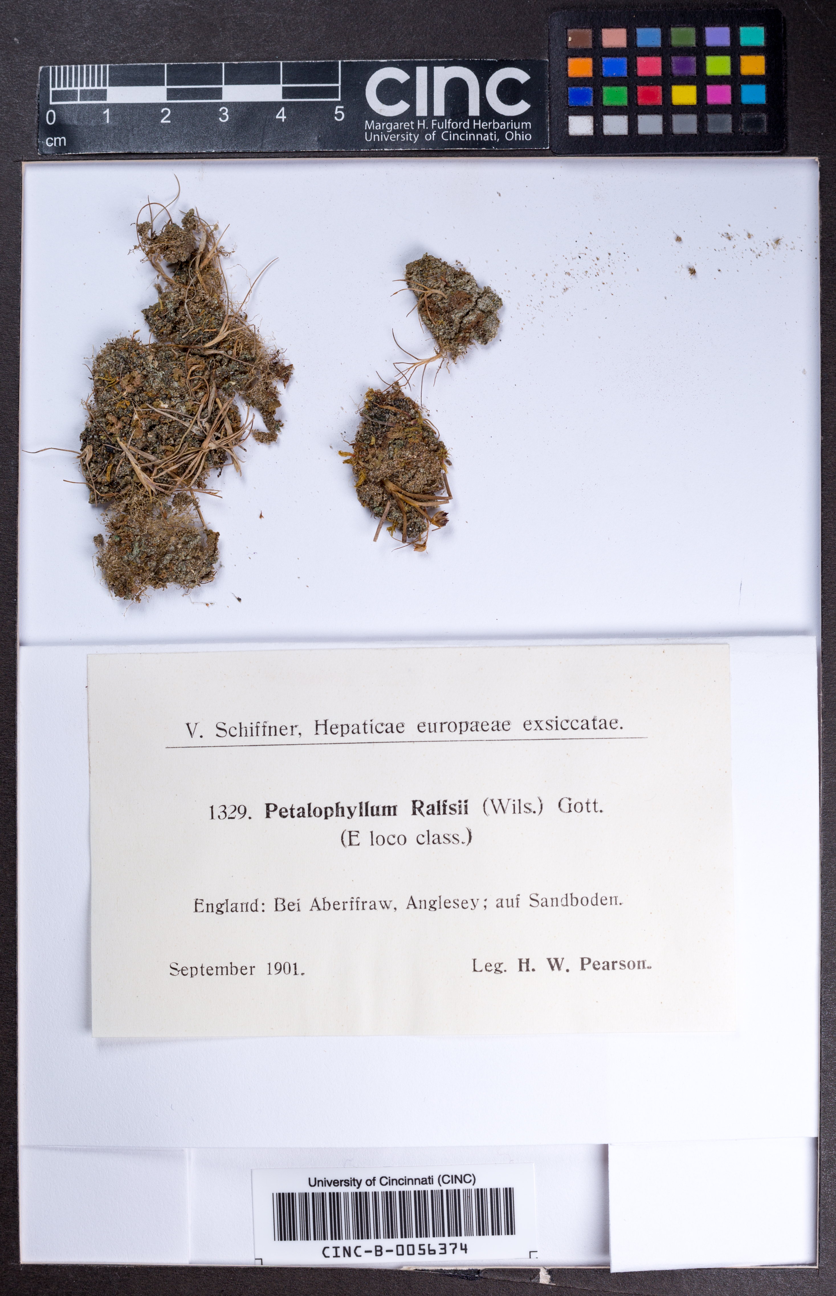 Petalophyllum ralfsii image