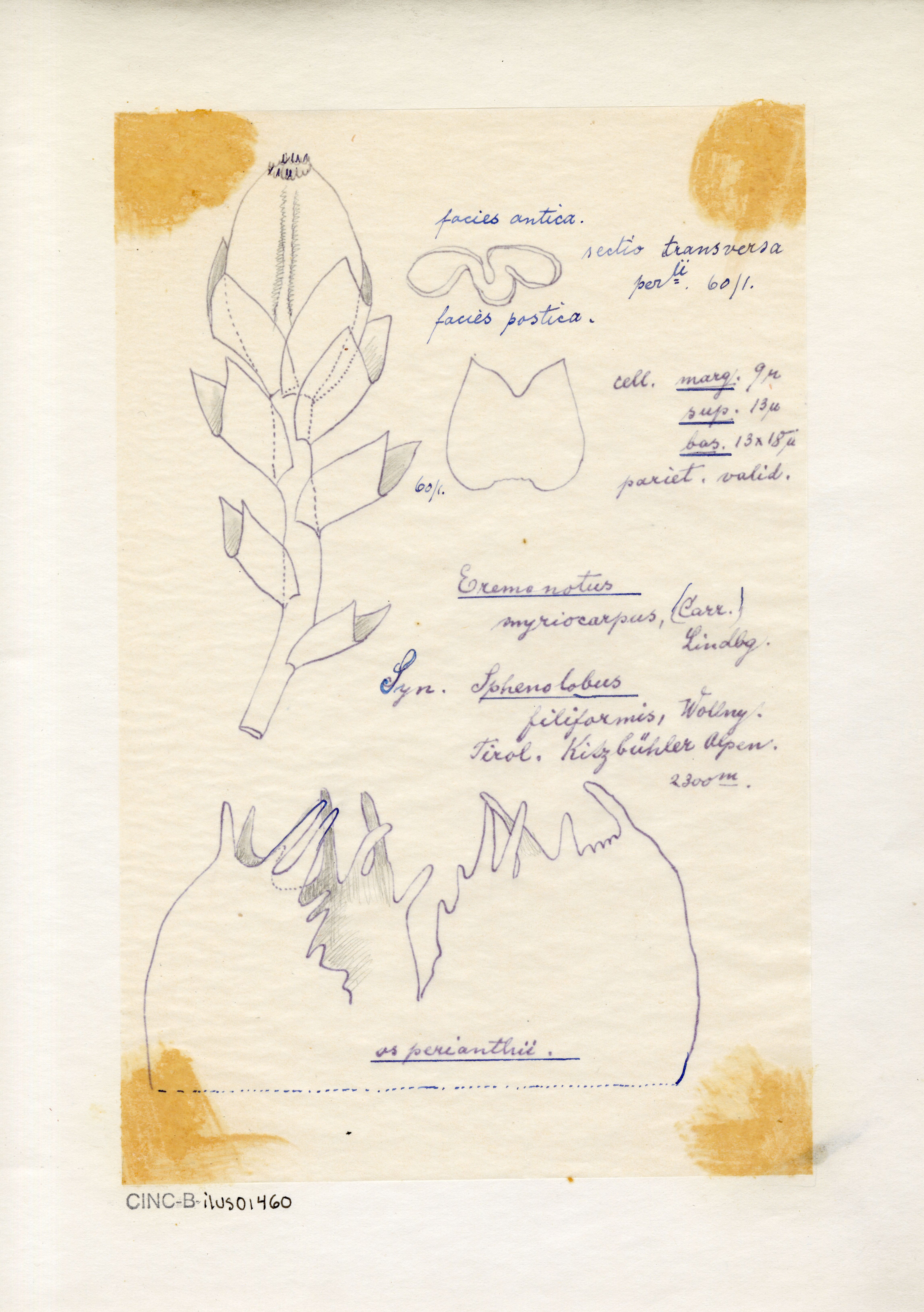 Eremonotus myriocarpus image