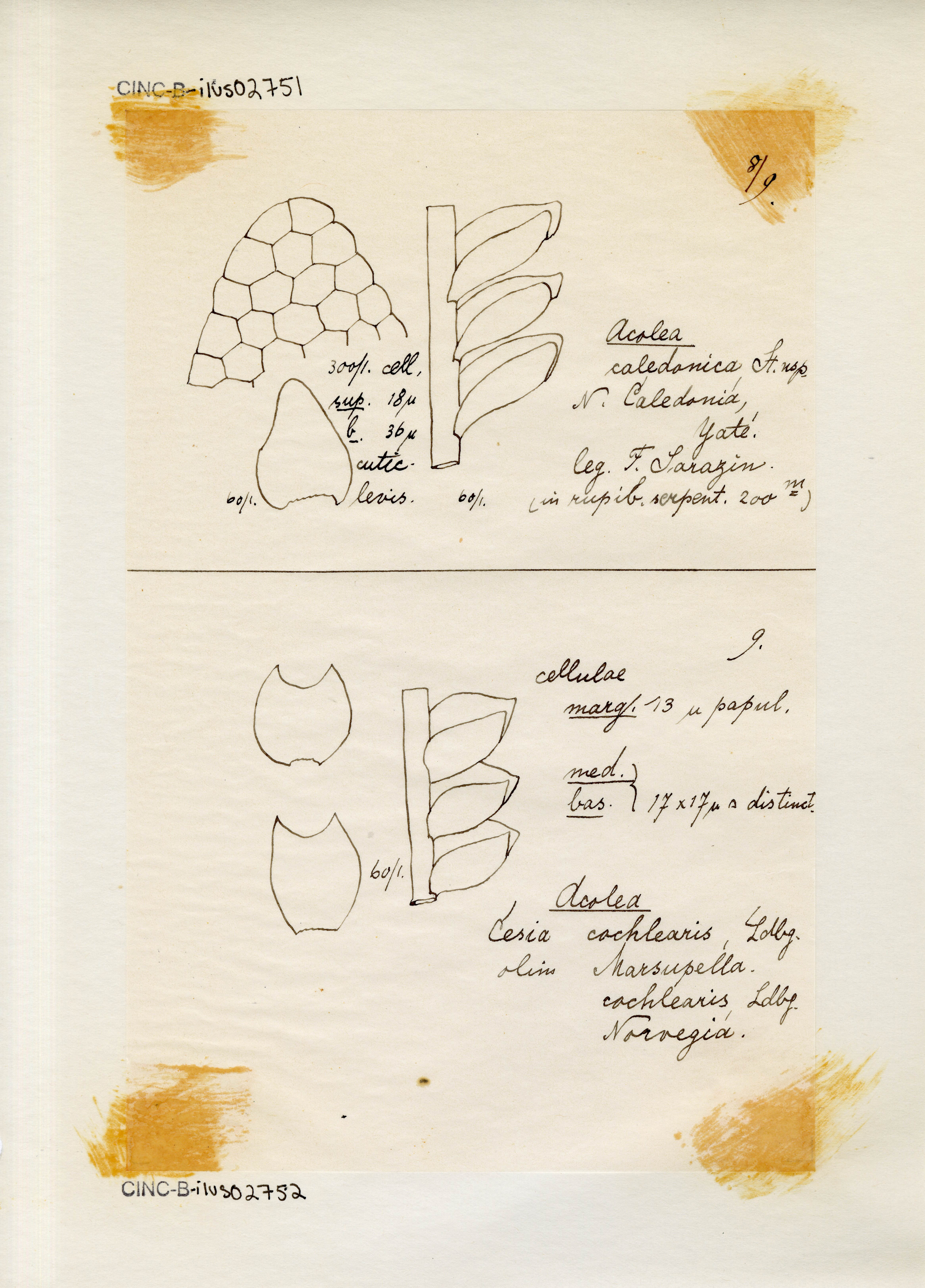 Acromastigum caledonicum image
