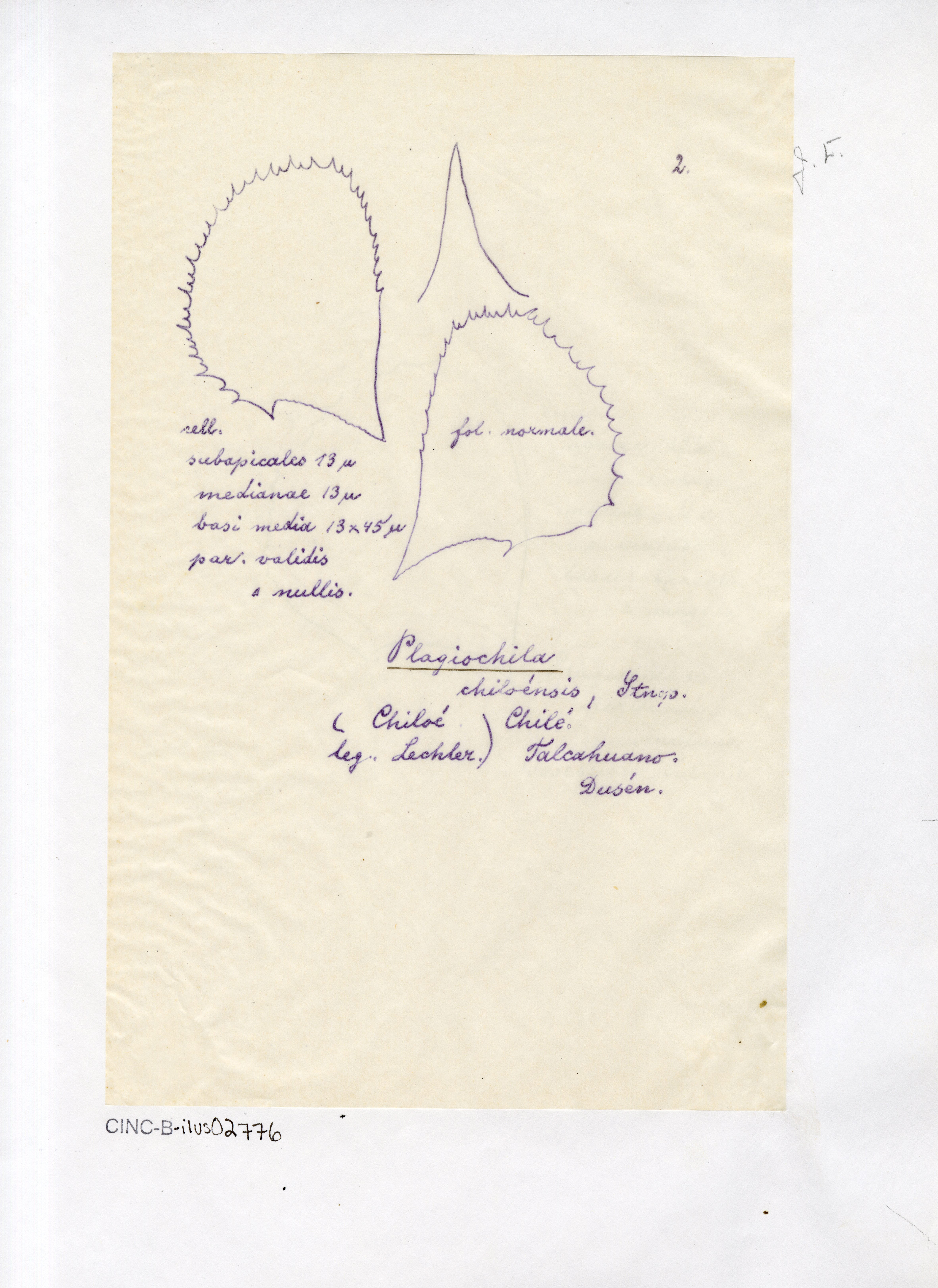 Plagiochila chiloensis image