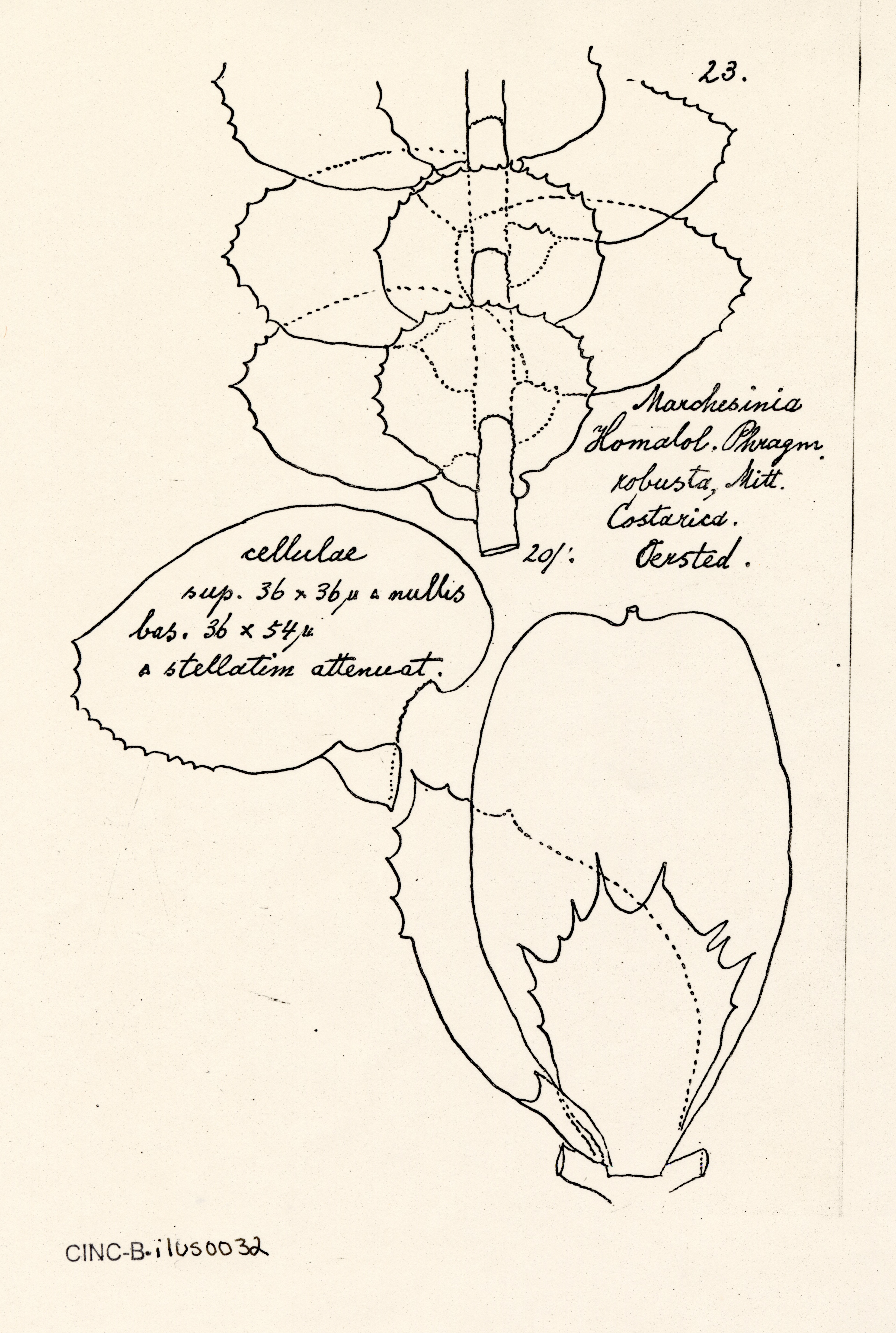 Marchesinia robusta image