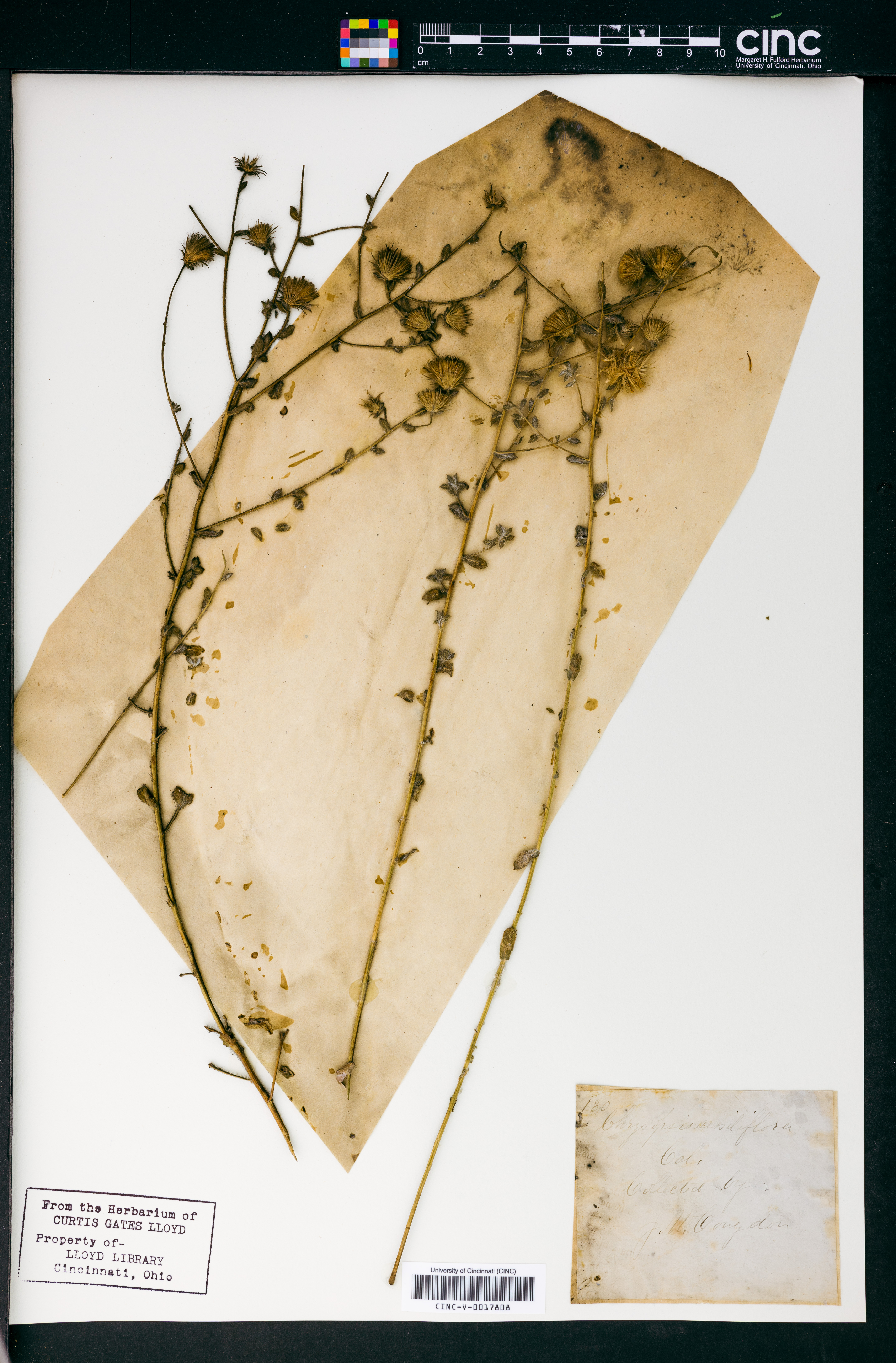 Chrysopsis sessiliflora image
