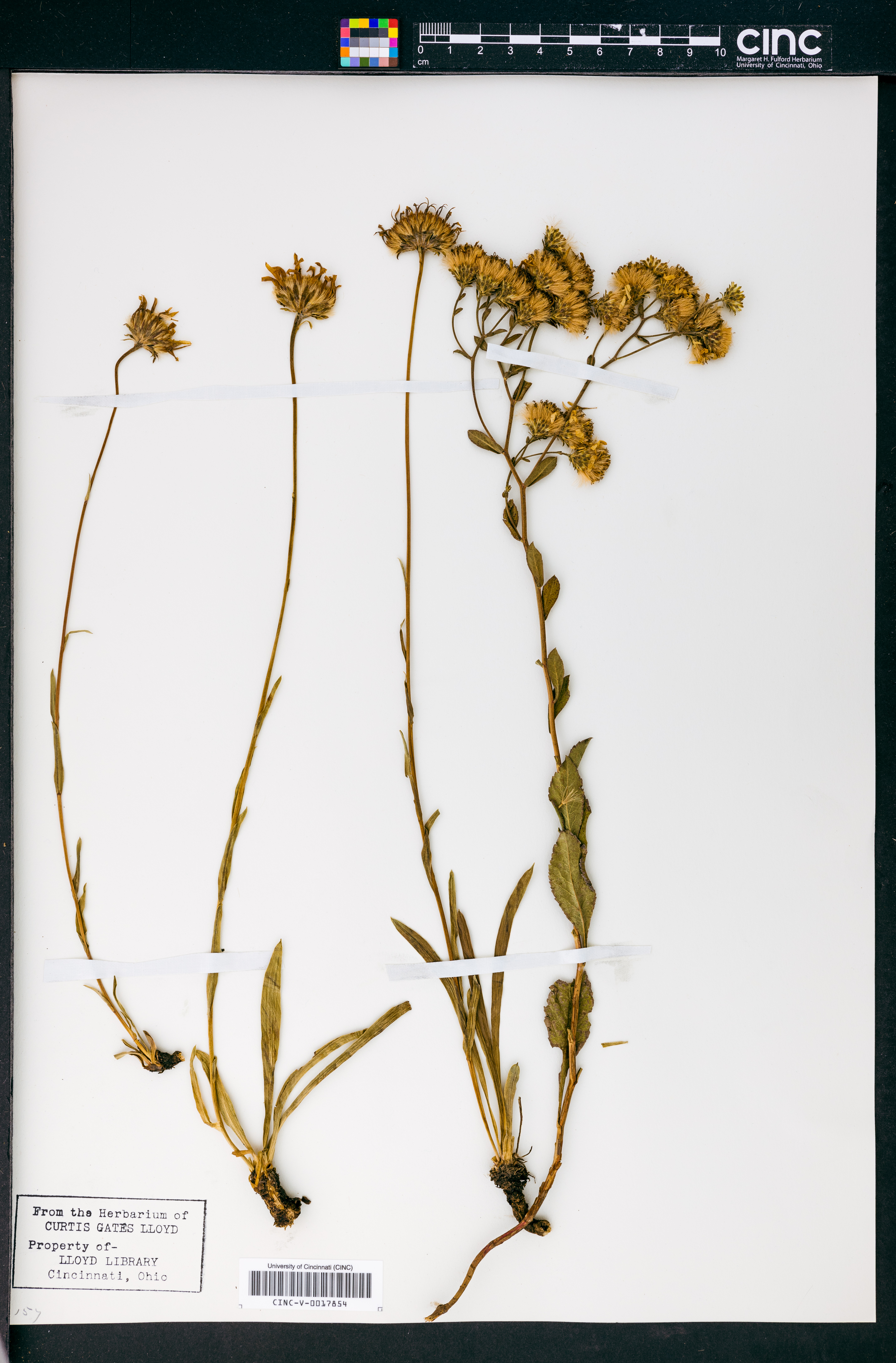 Aster andersonii image