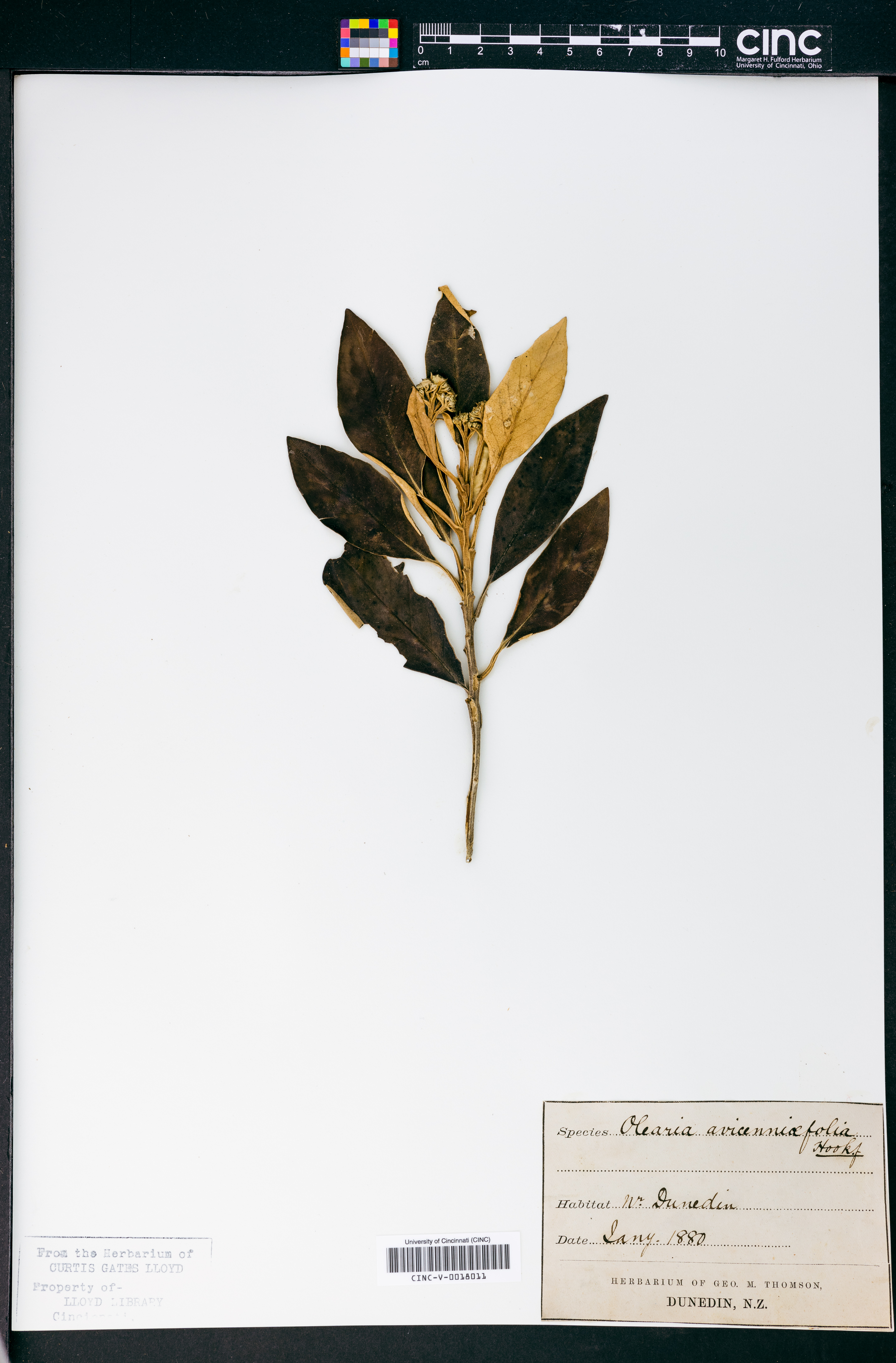 Olearia avicenniifolia image
