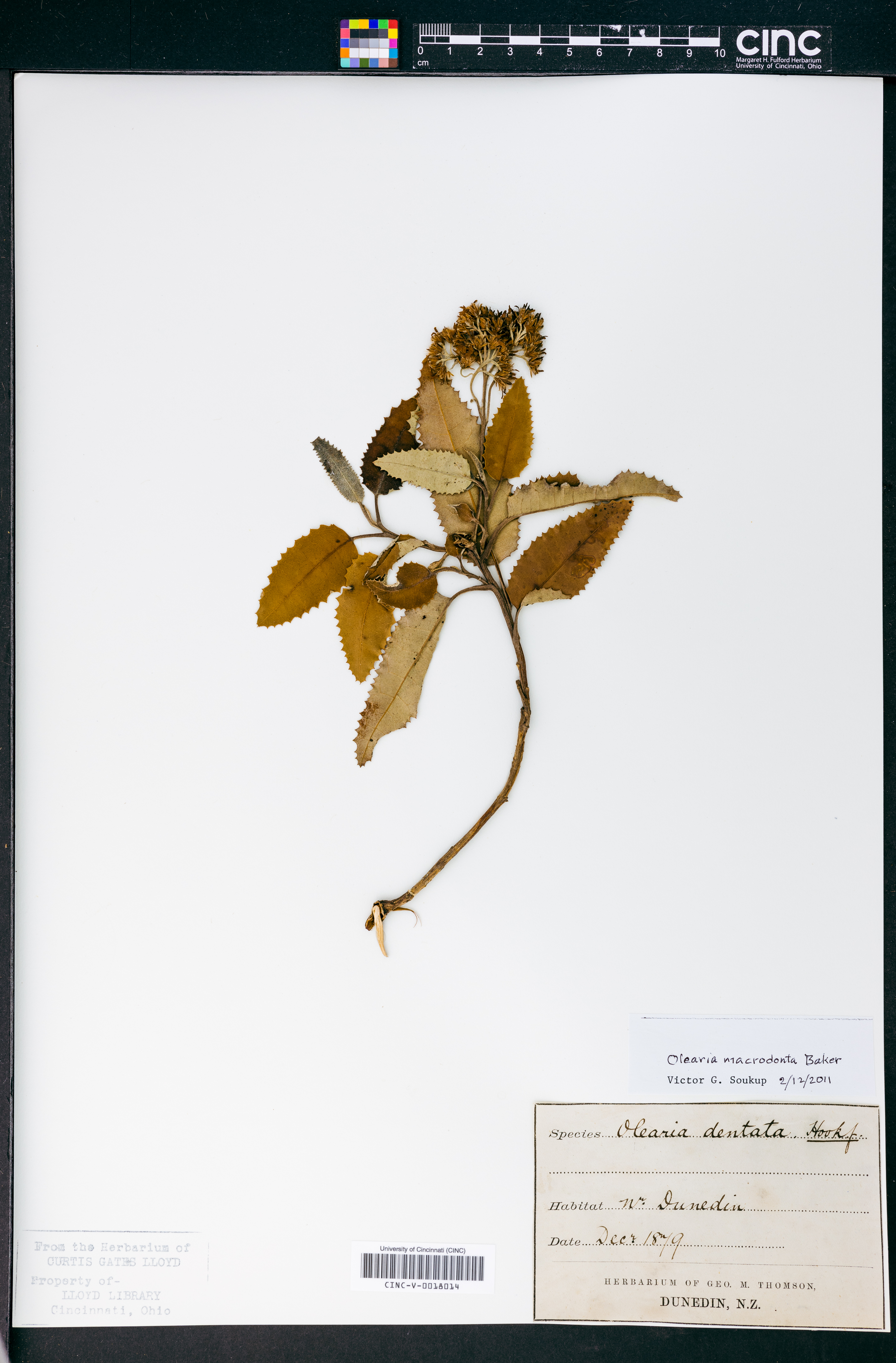 Olearia macrodonta image