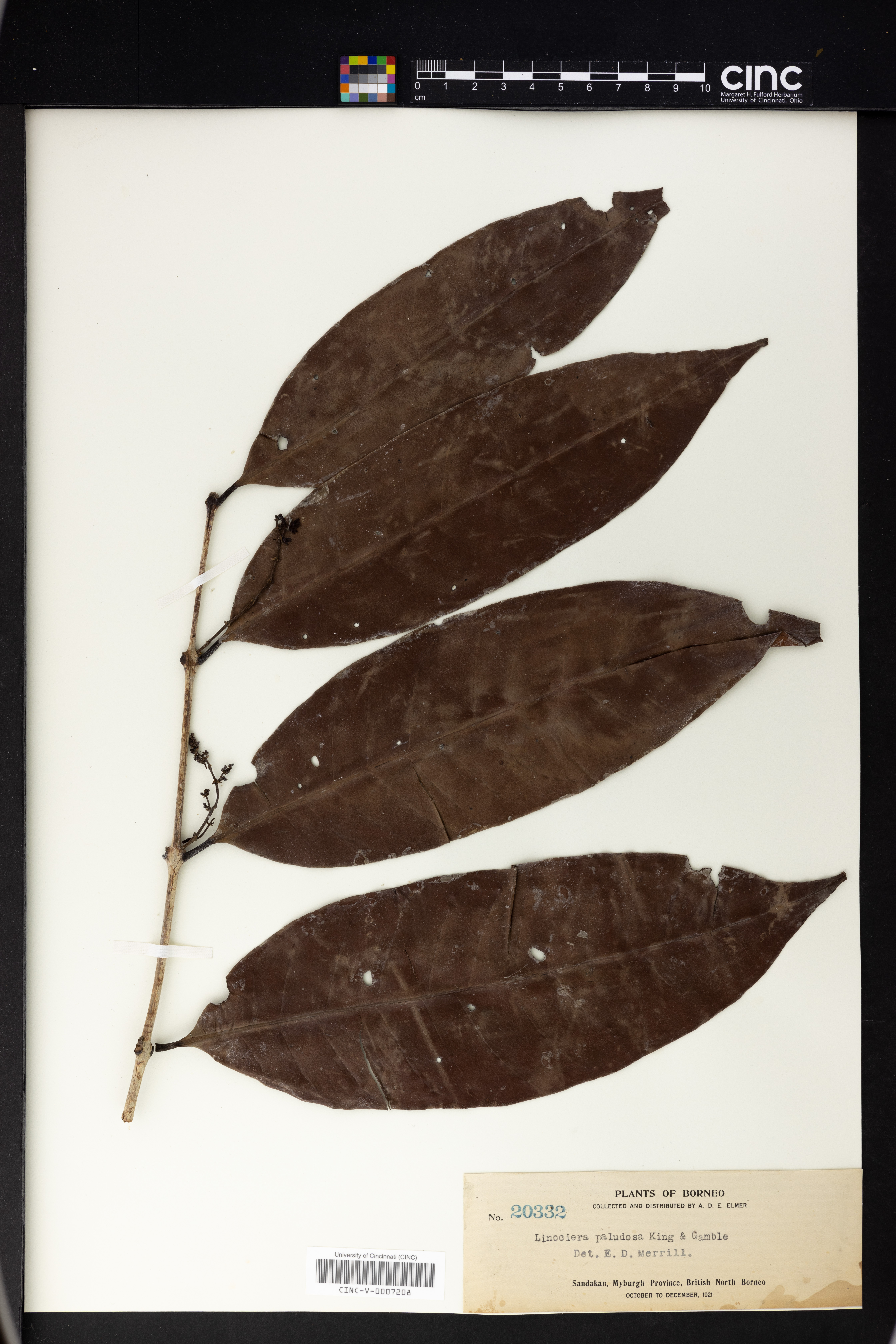 Chionanthus callophyllus image