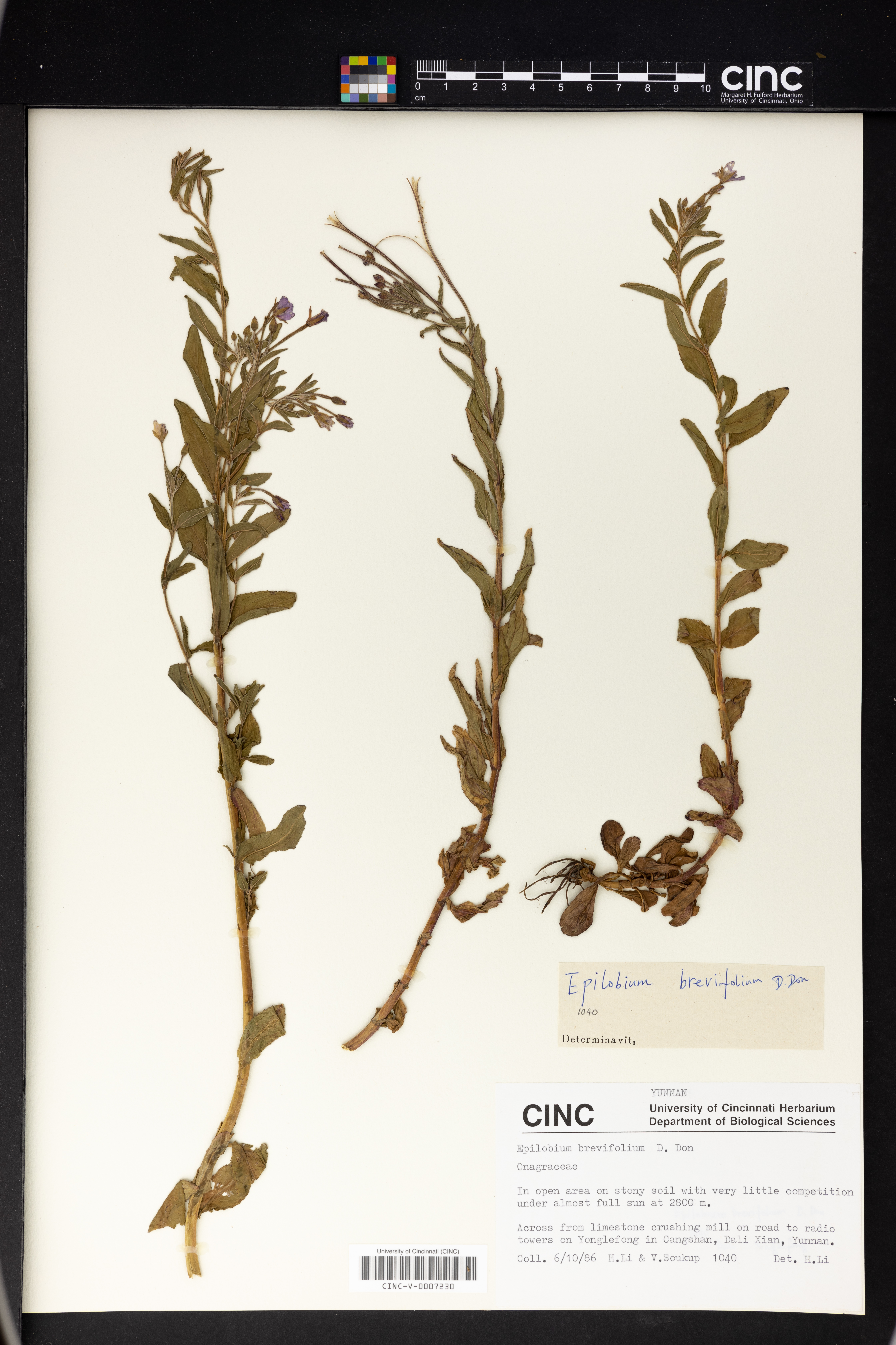 Epilobium brevifolium image