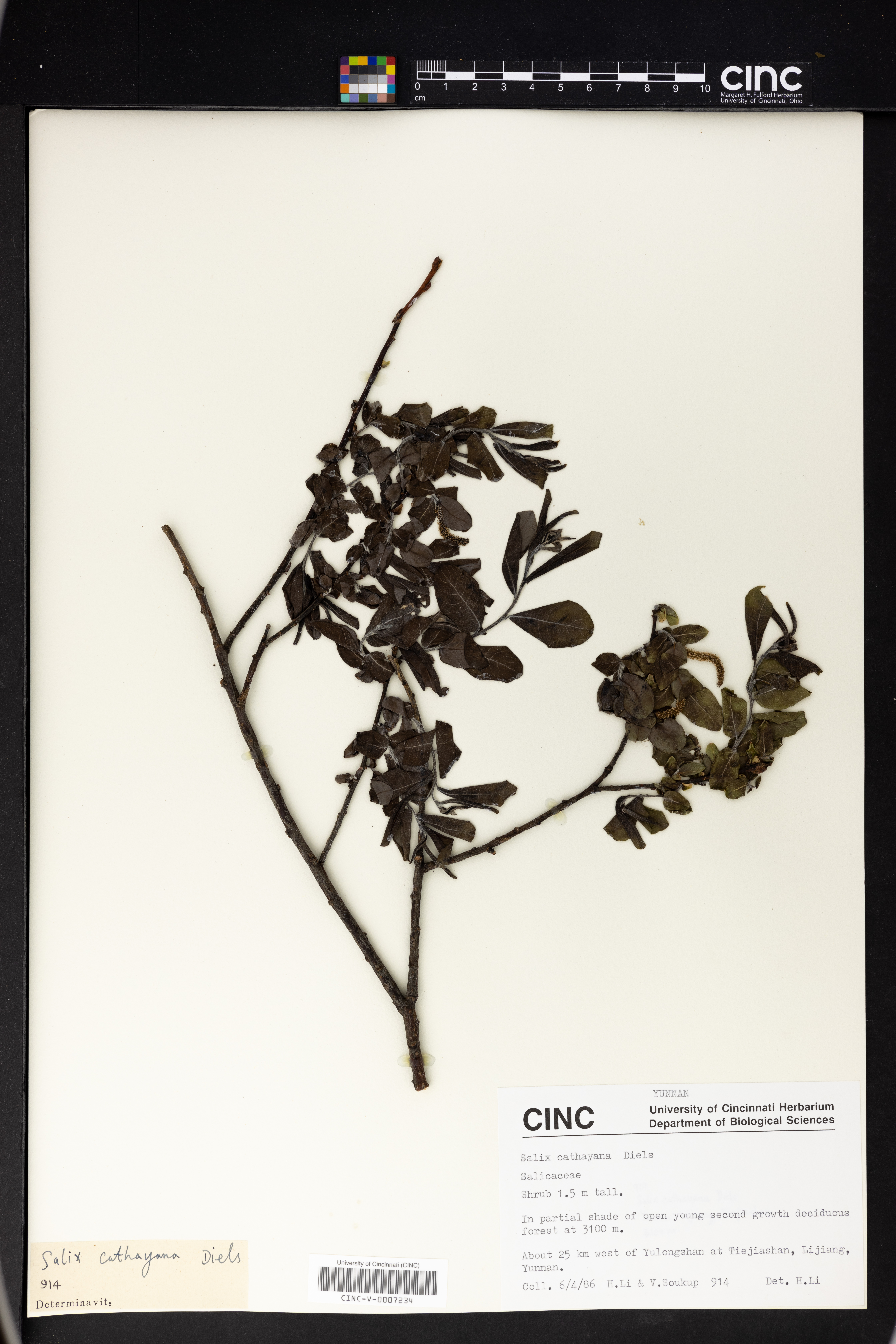 Salix cathayana image