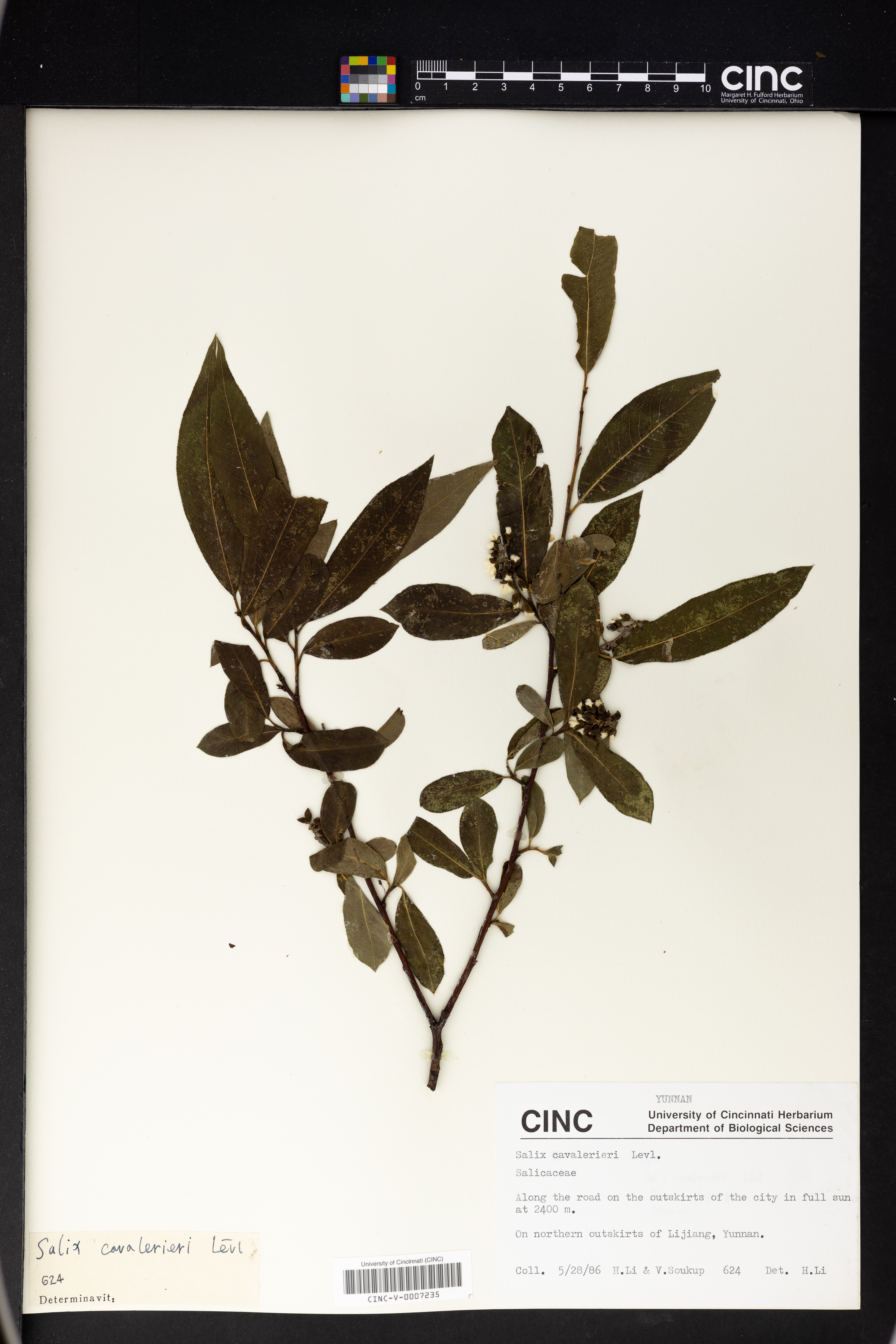 Salix cavaleriei image