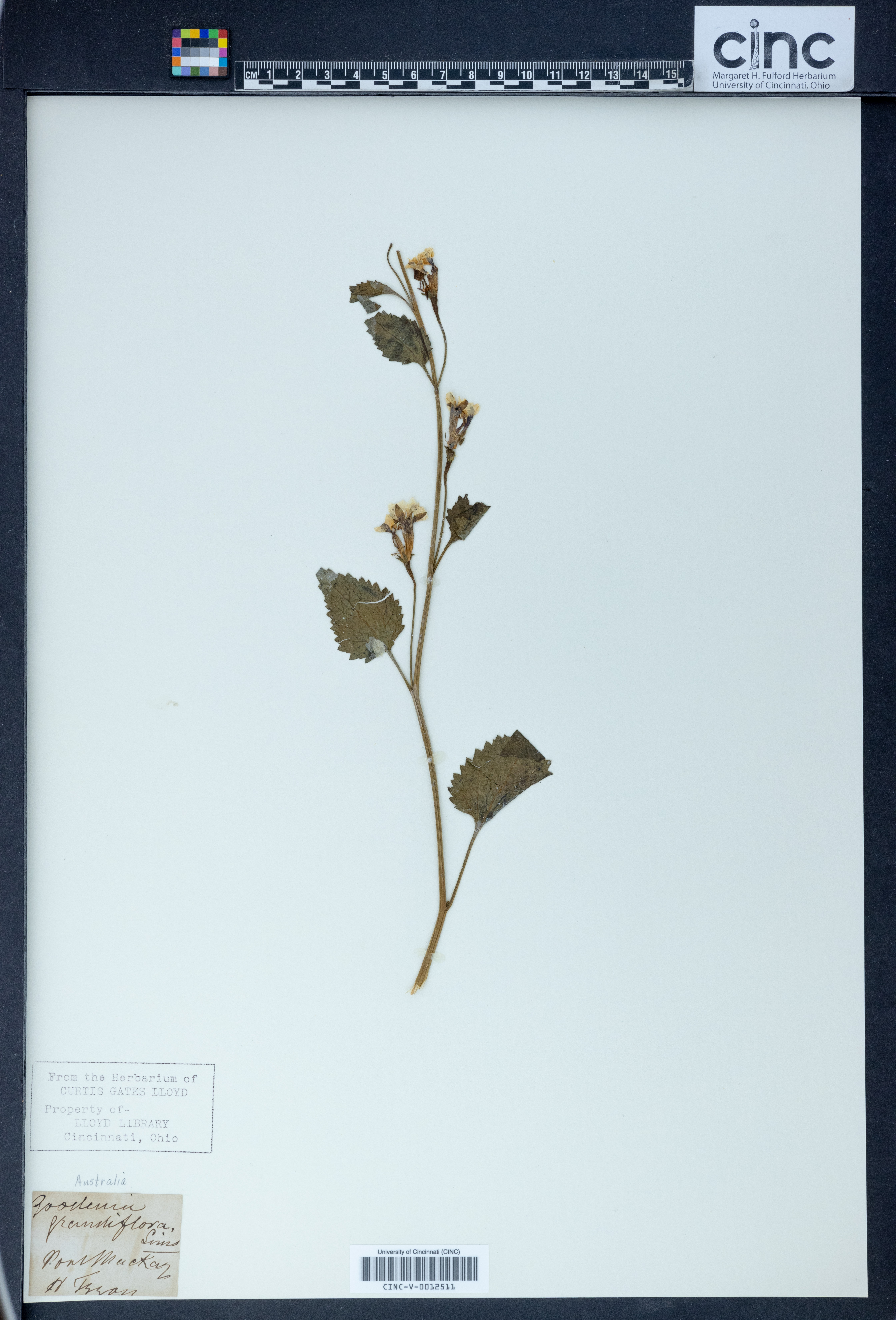 Goodenia pusilliflora image