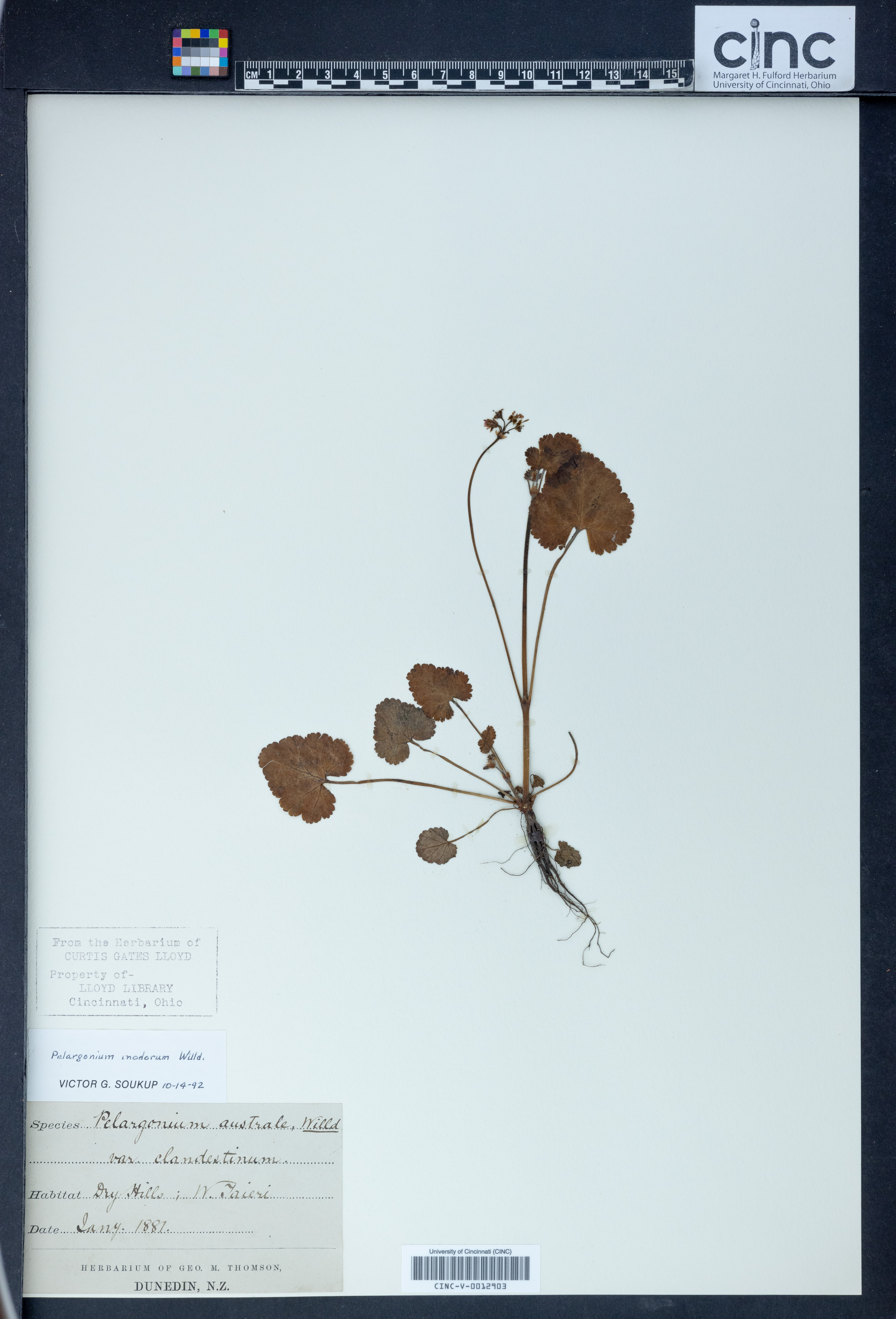 Pelargonium inodorum image