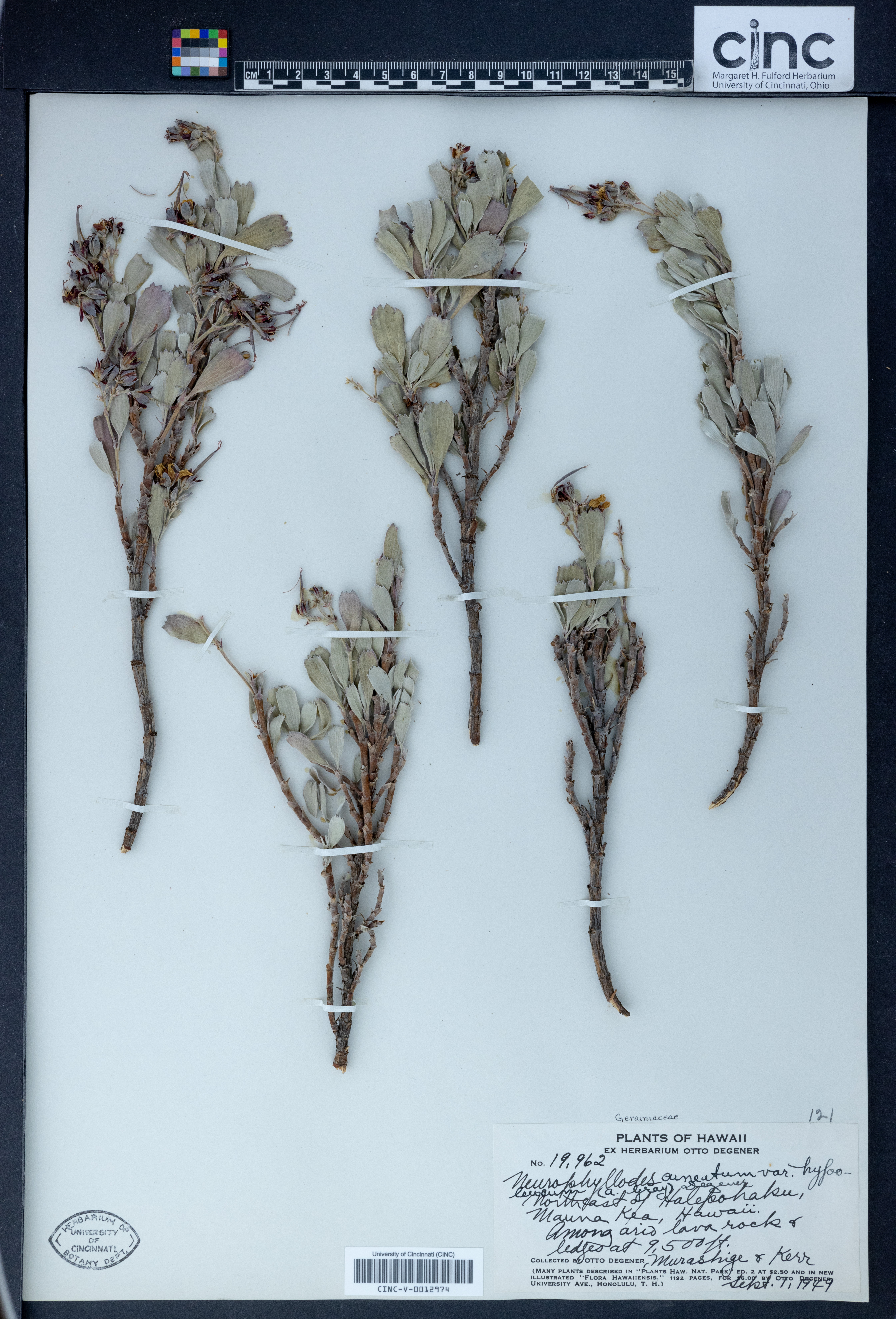 Geranium cuneatum var. hypoleucum image