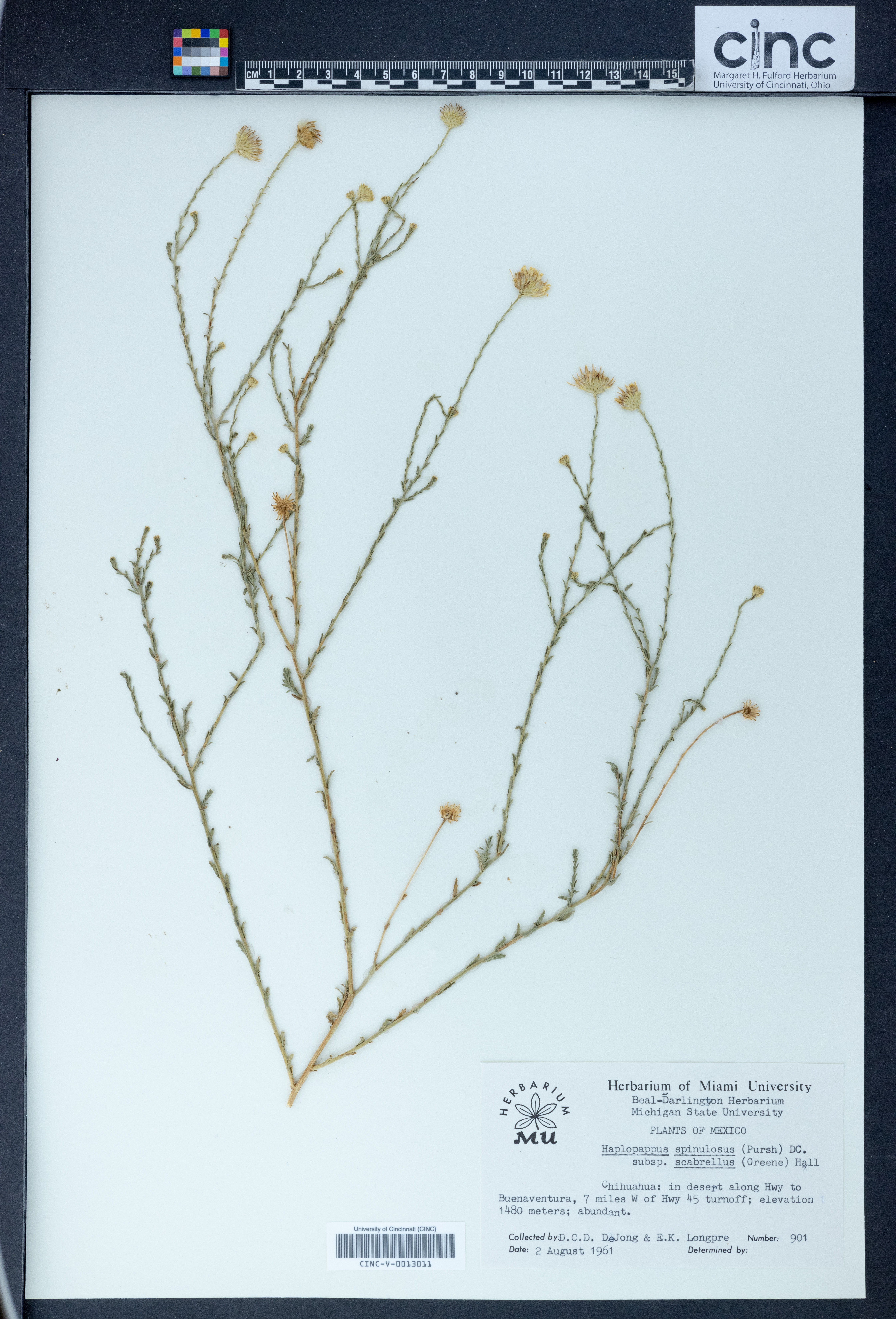 Machaeranthera pinnatifida var. scabrella image