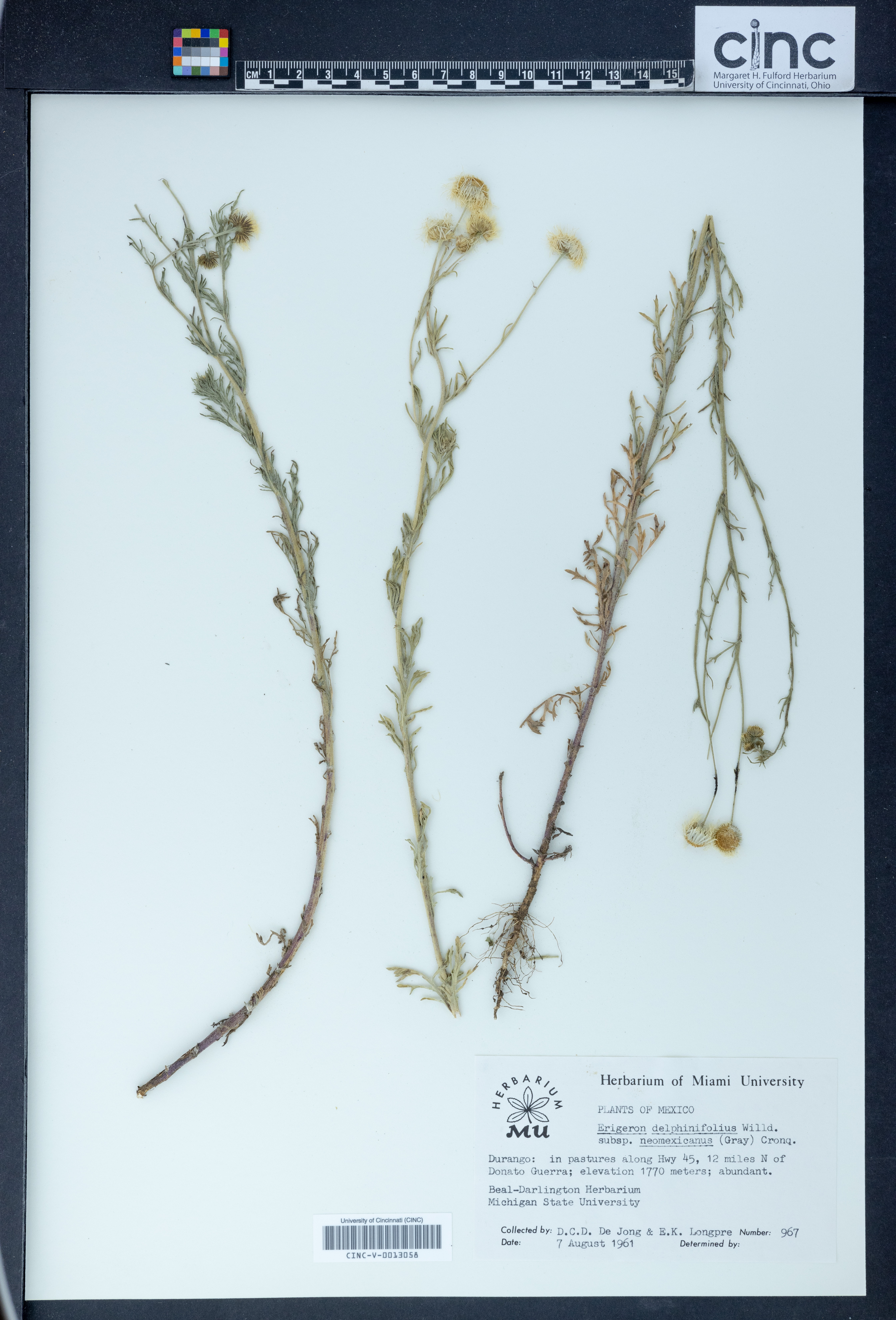 Erigeron delphinifolius subsp. neomexicanus image