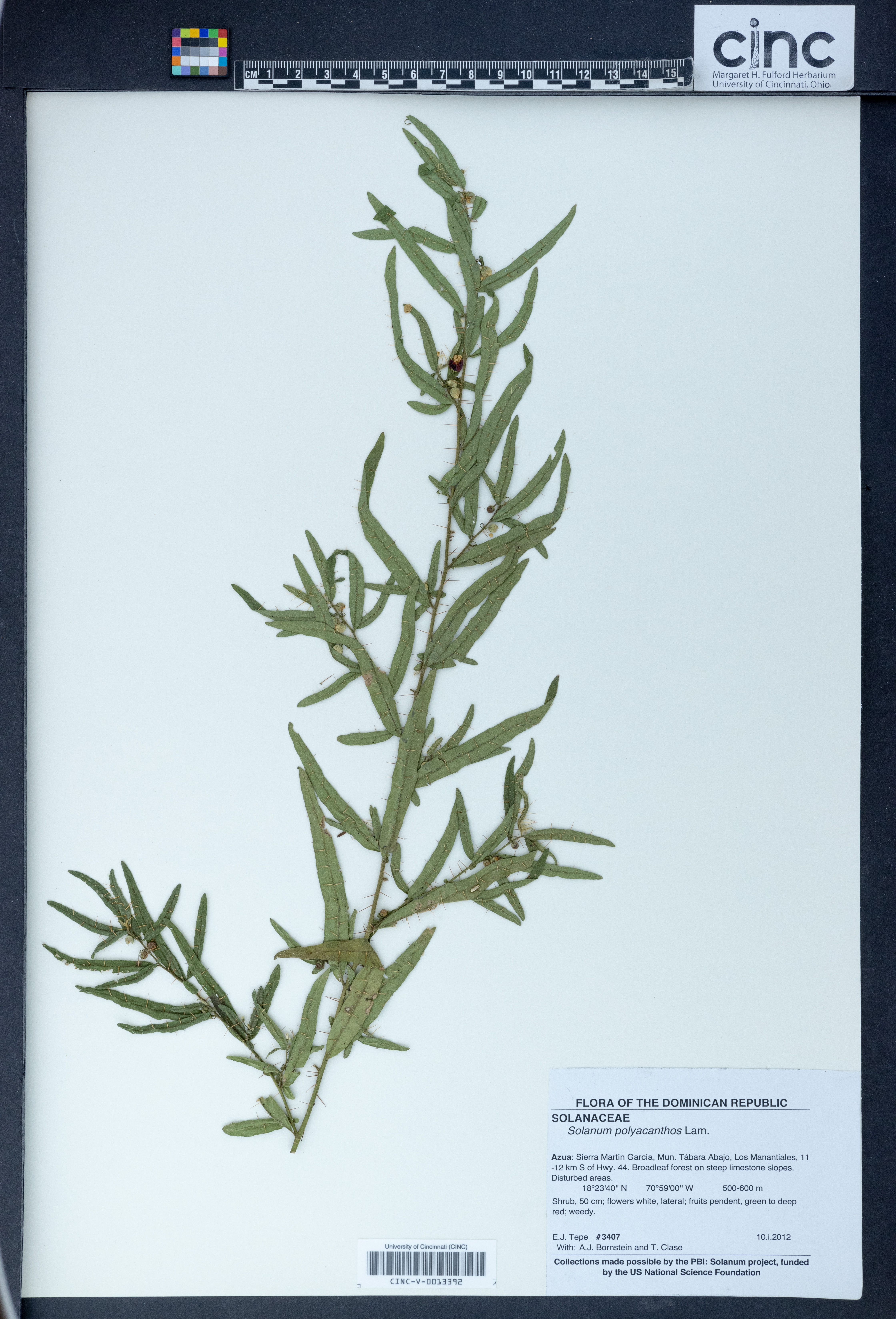 Solanum polyacanthos image