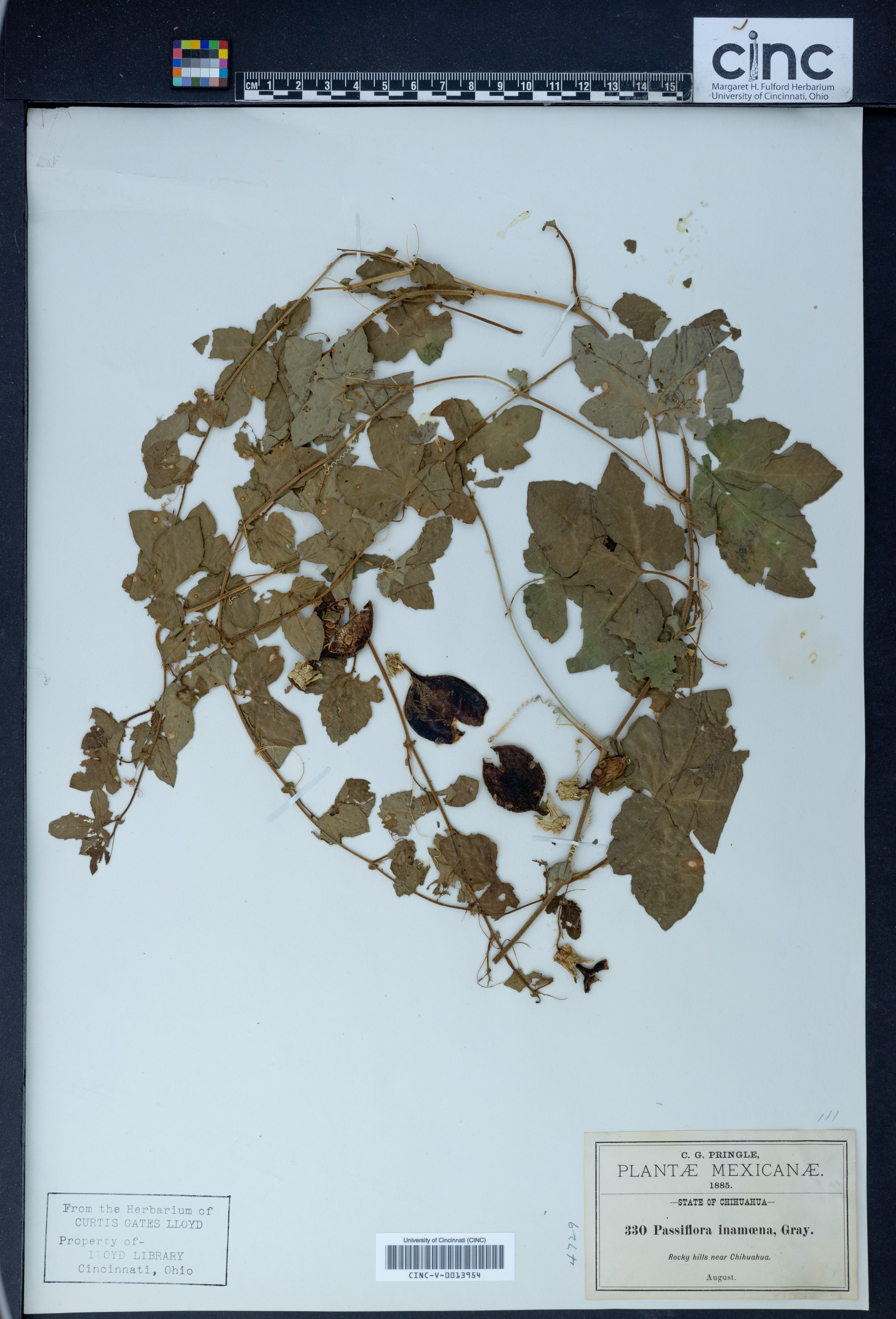 Passiflora inamoena image