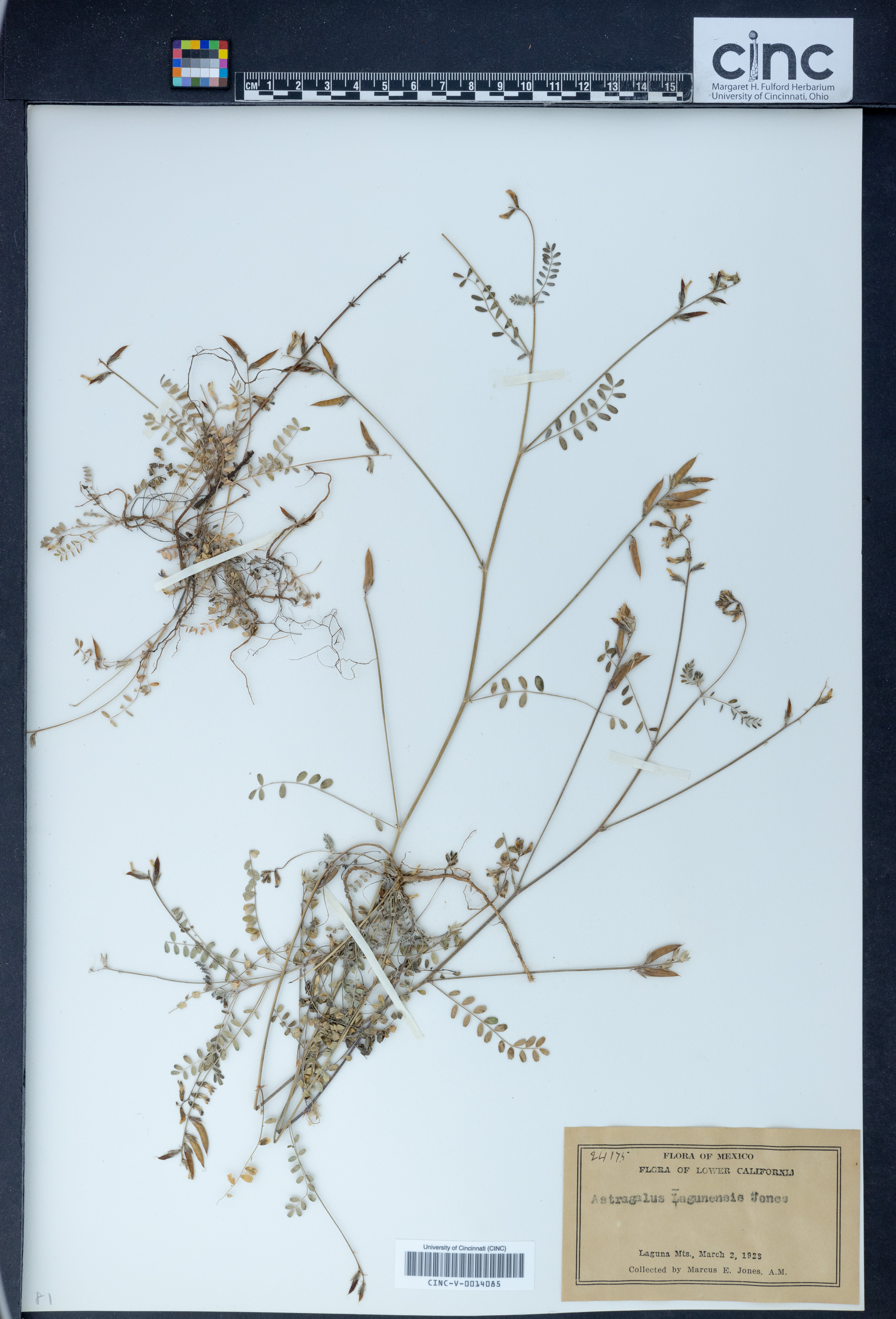 Astragalus lagunensis image